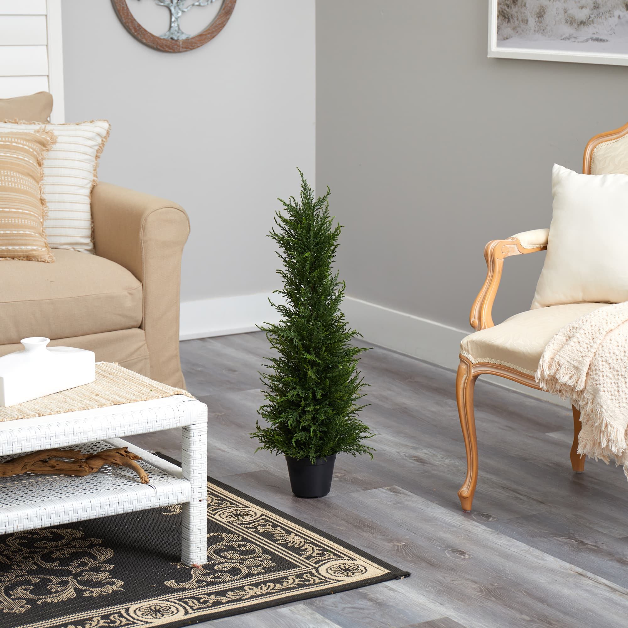 2.5ft. Potted Cypress Tree