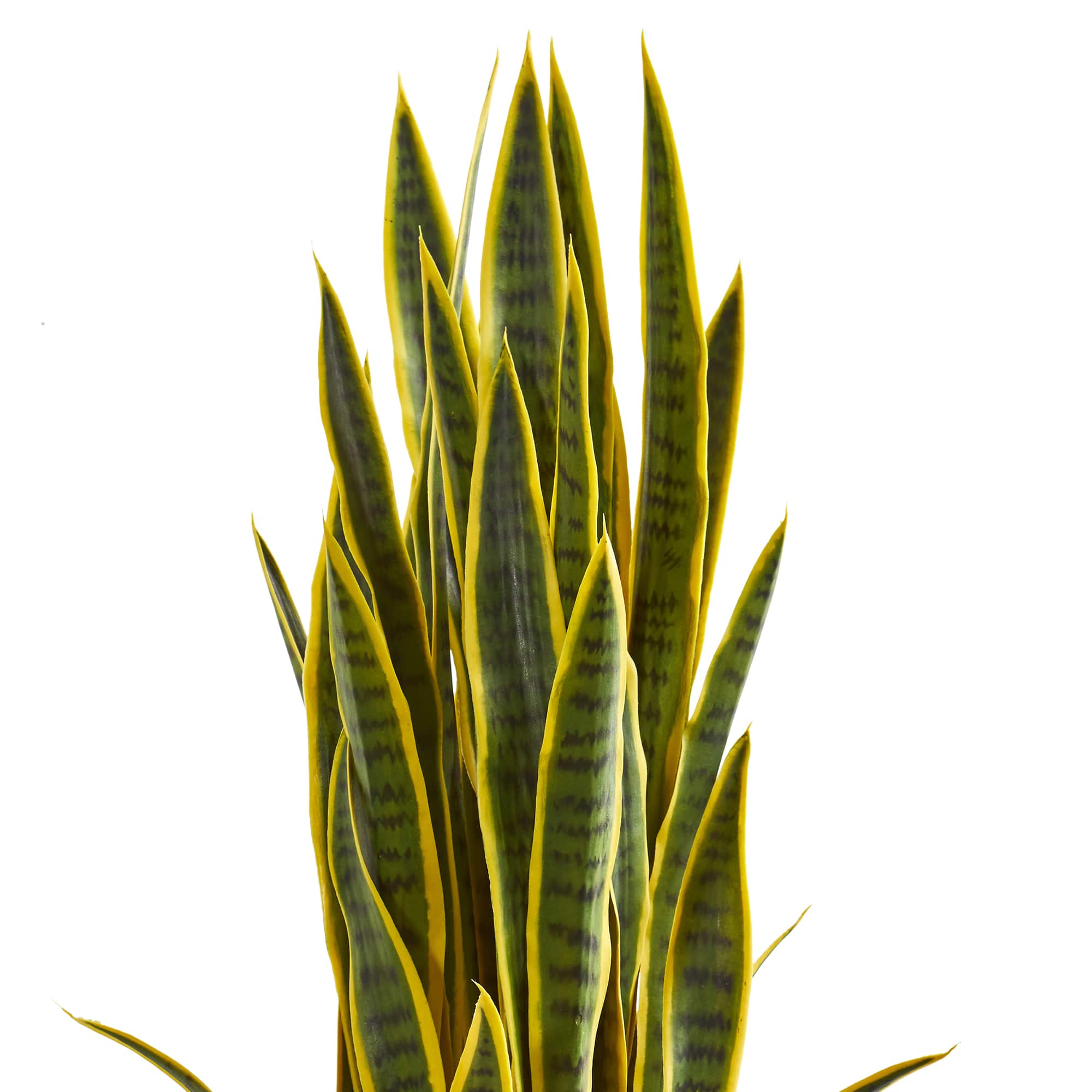 3.5ft. Snake Plant in Slate Planter