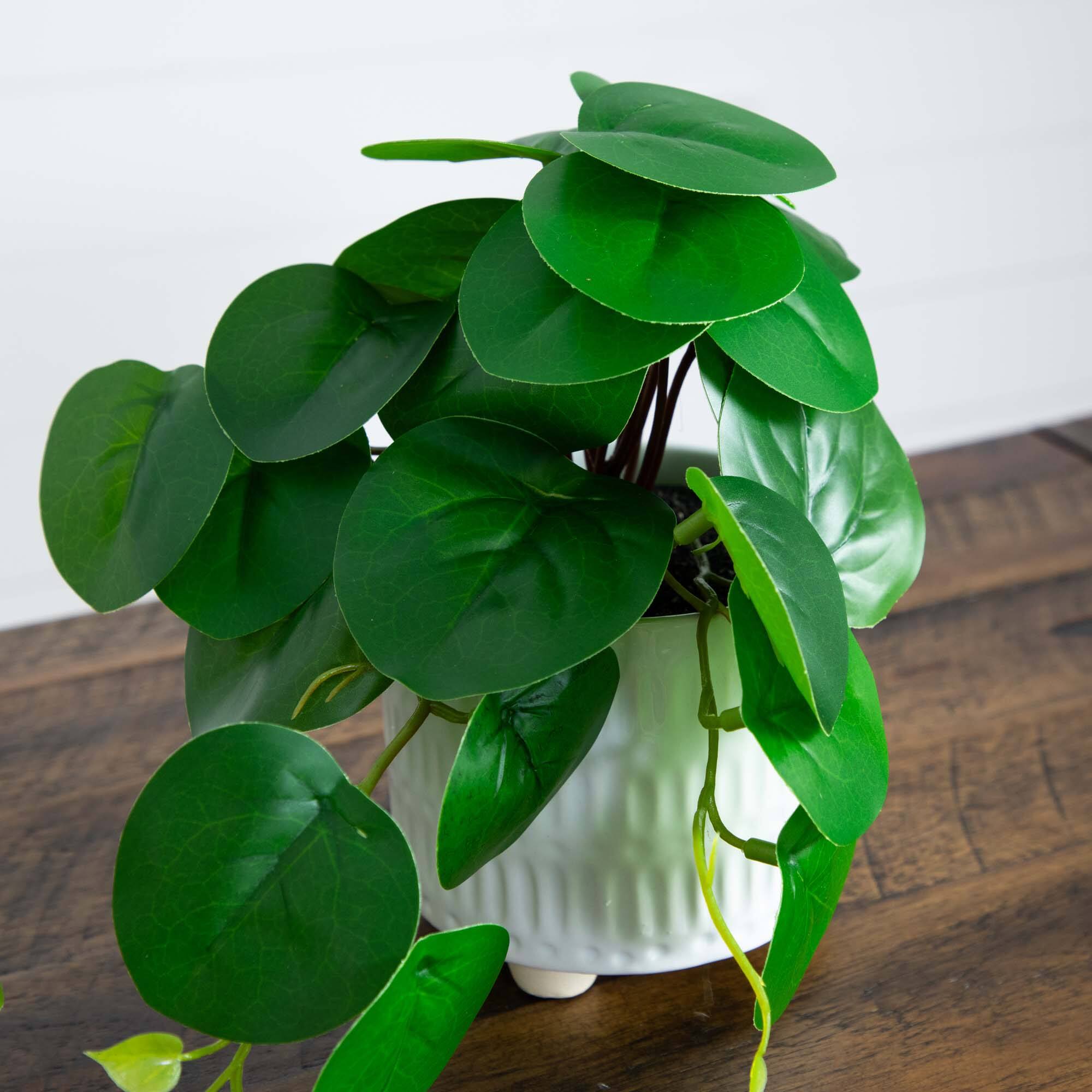 8" Mixed Greenery in Ceramic Planters Set