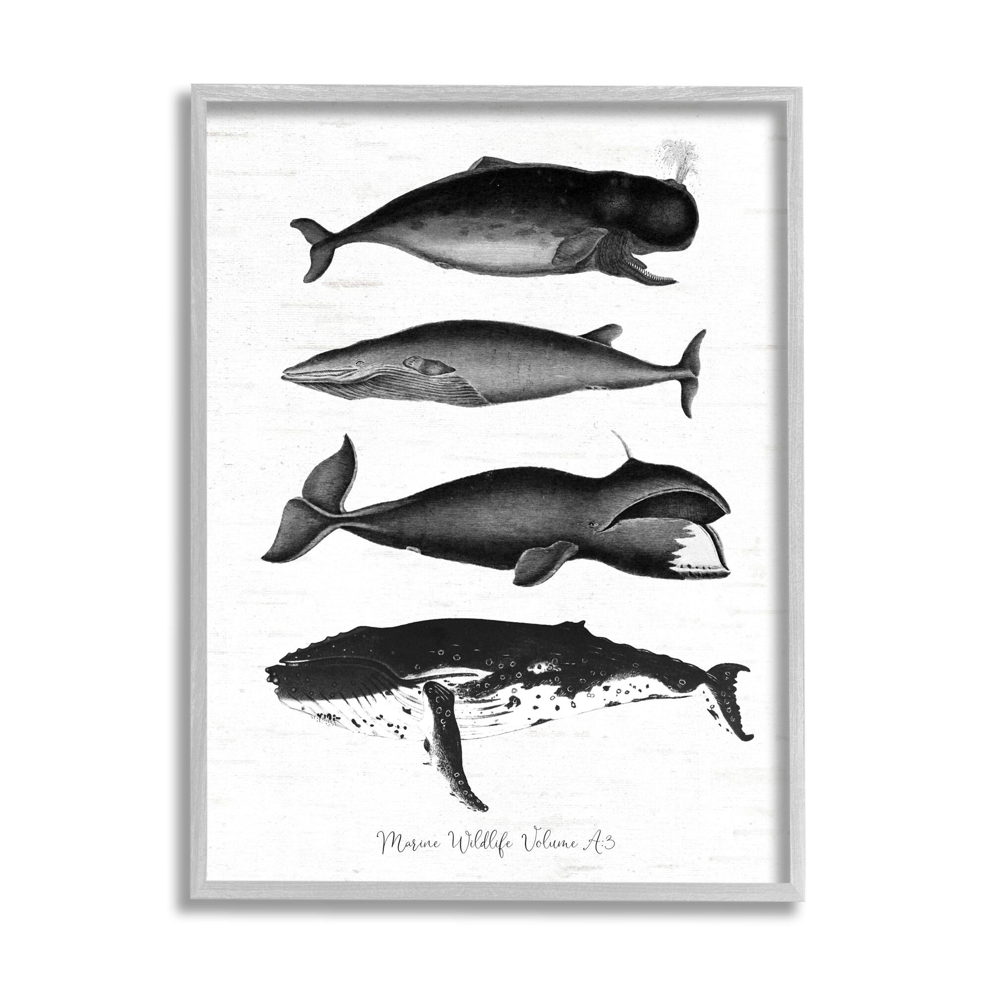 Stupell Industries Marine Wildlife Whales Drawings Diagram Framed Giclee Art
