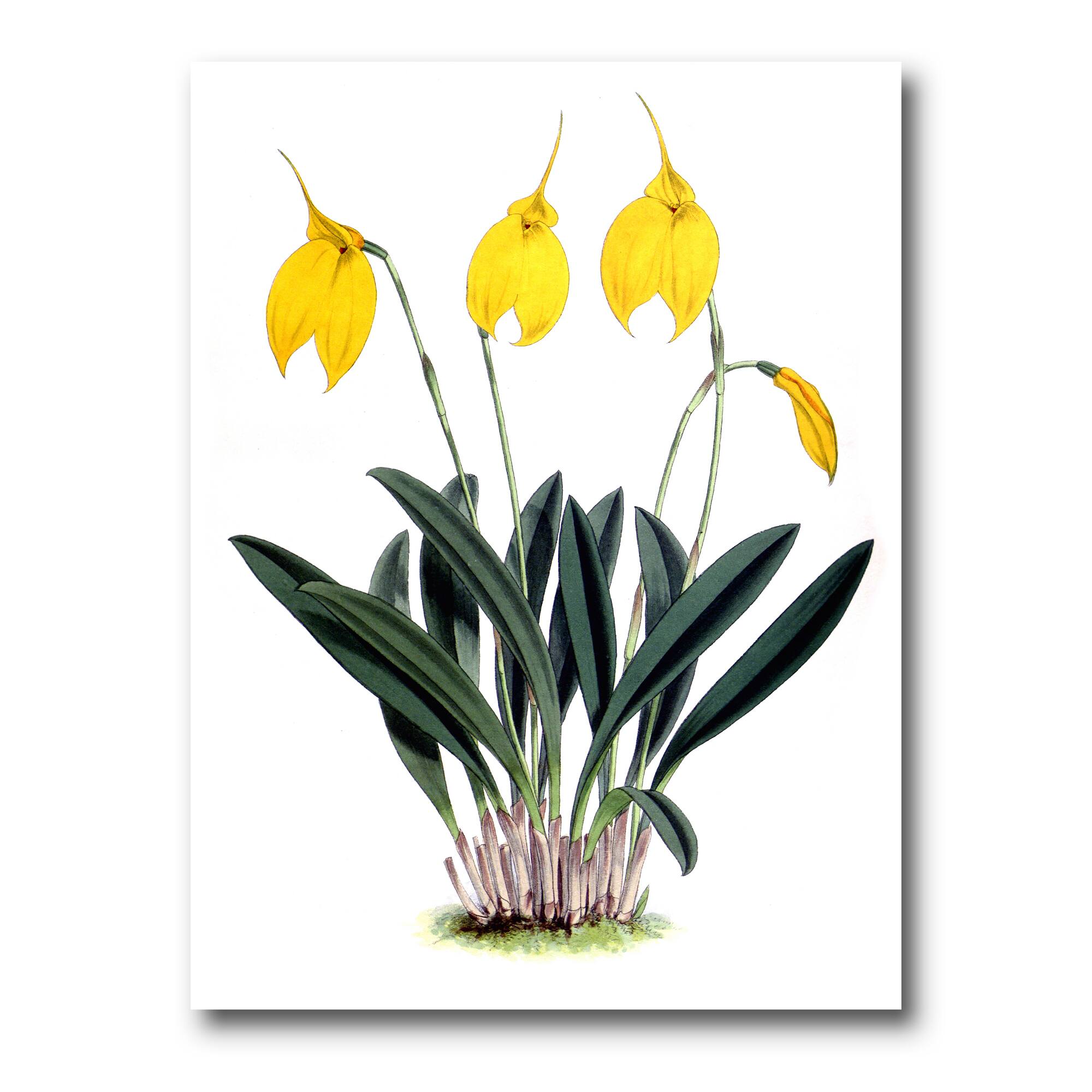 Designart - Retro Orchid Flowers