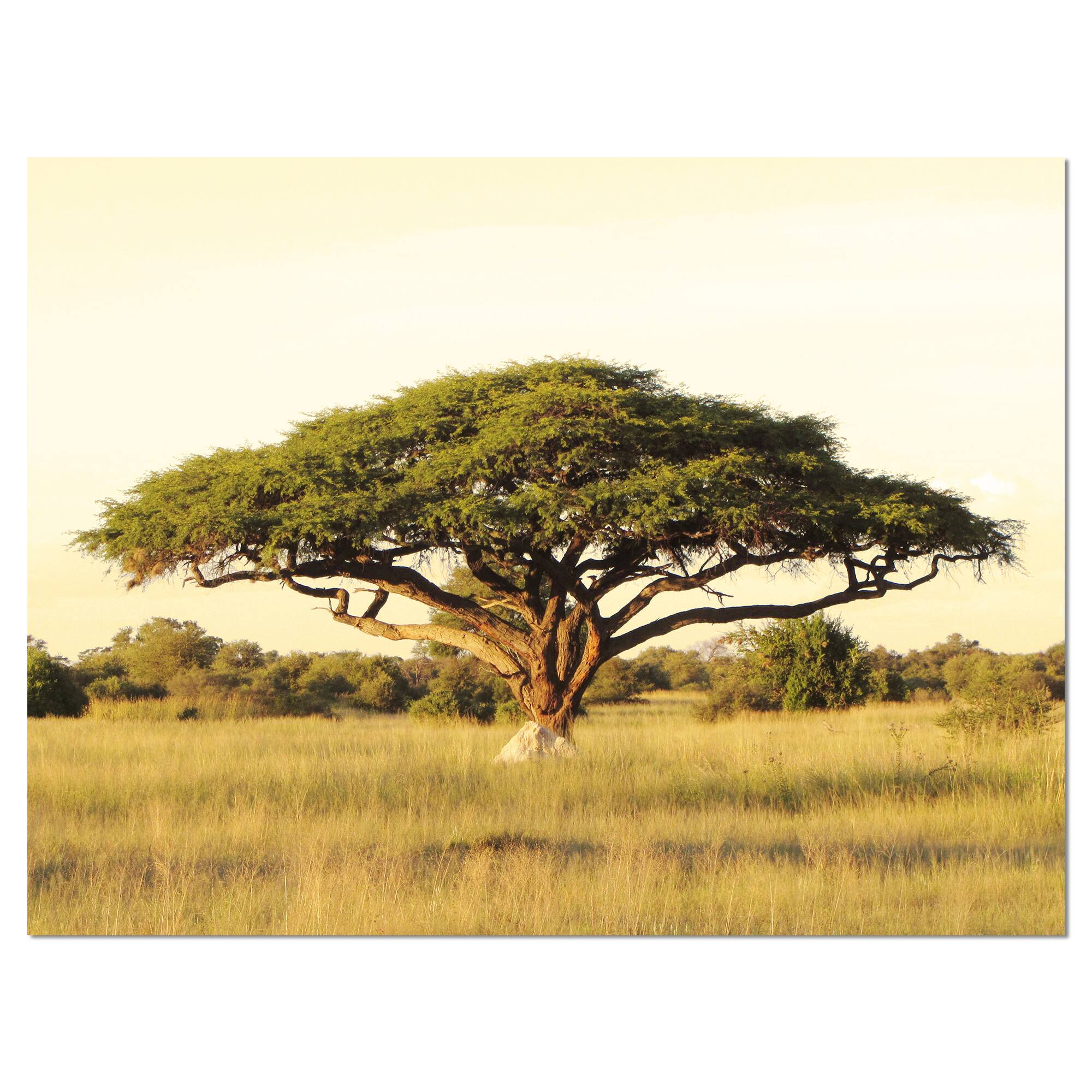 Designart - Acacia Tree on African Plain