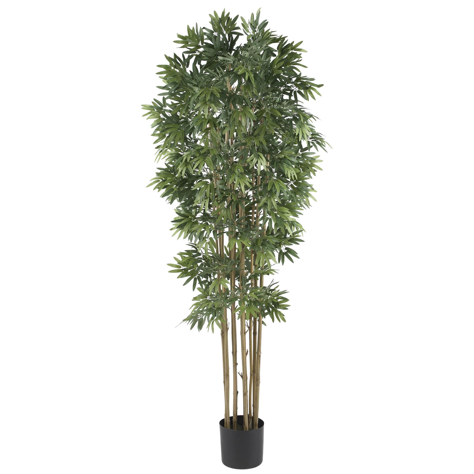 6ft. Potted Bamboo Japonica Silk Tree