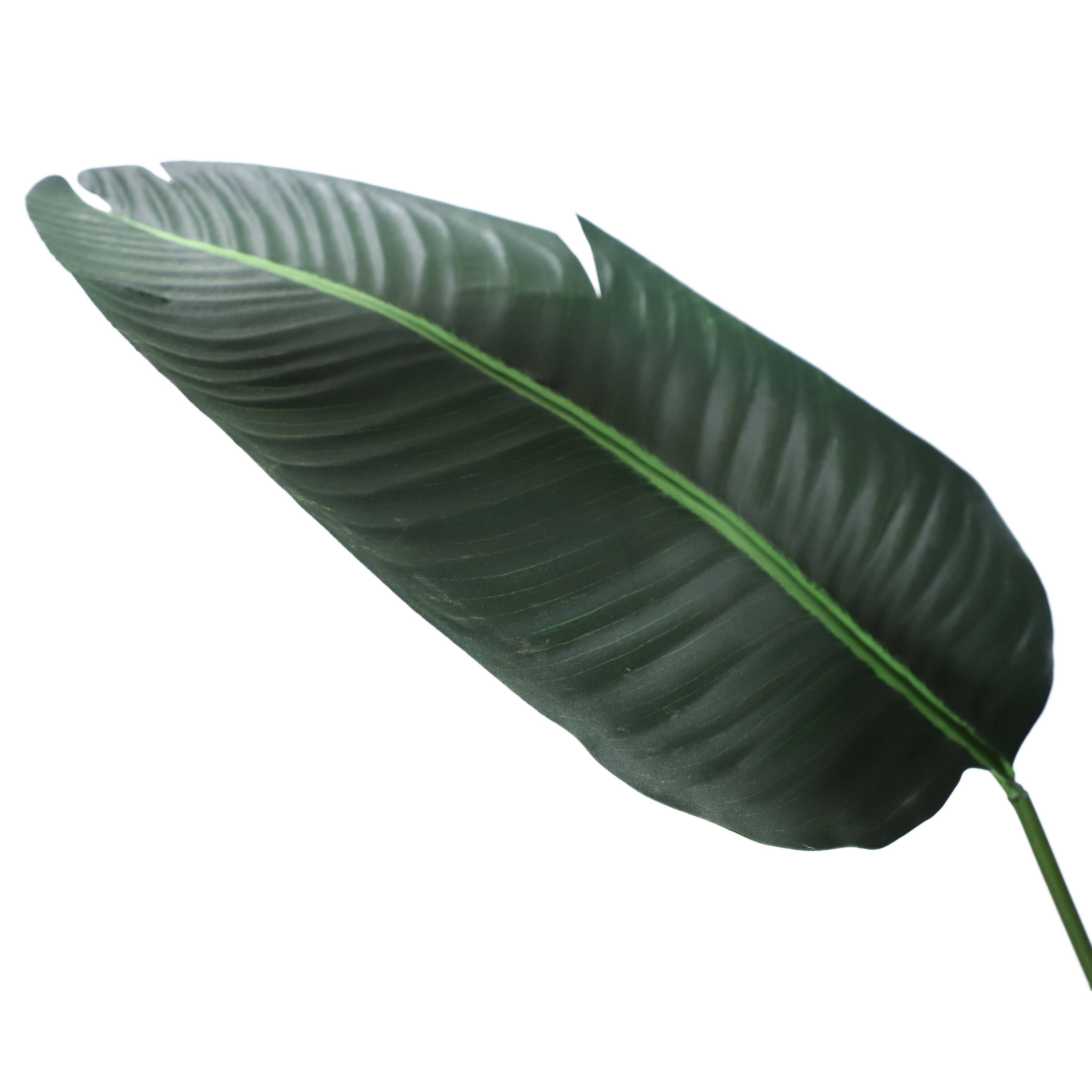 6 Pack: 5.5ft. Potted Travelers Palm Tree