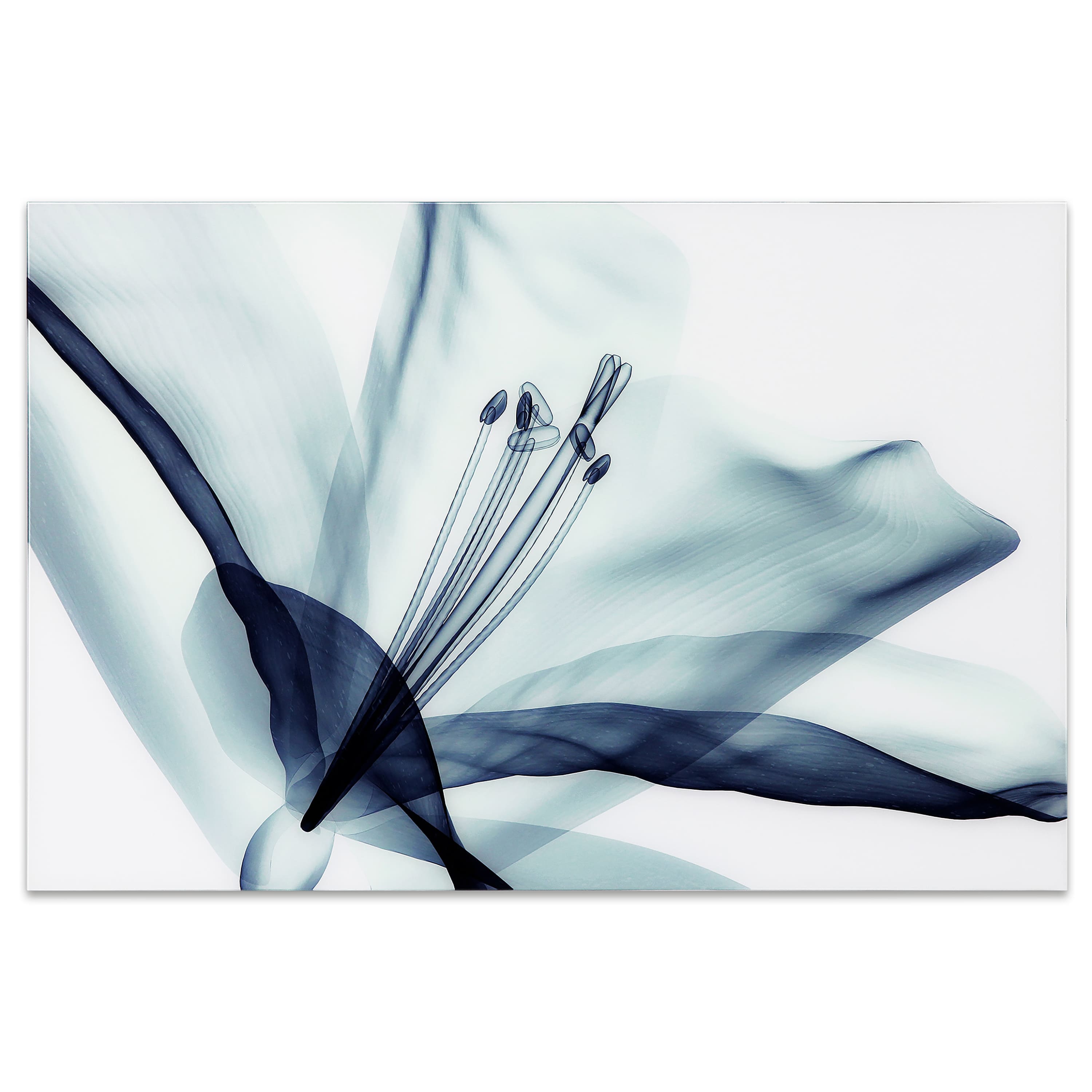 Empire Art Direct 32" x 48" 3D Amaryllis Frameless Free Floating Printed Wall Art
