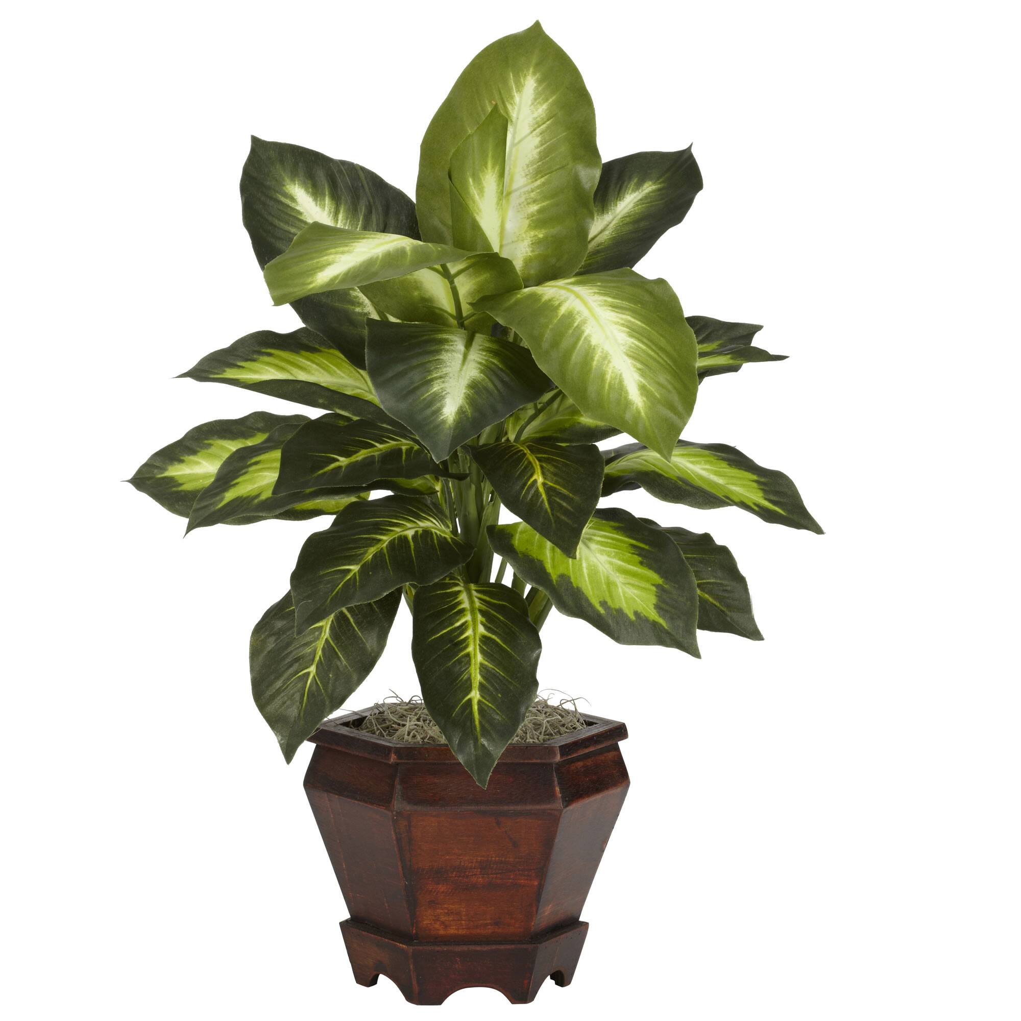 20.5" Golden Dieffenbachia In Wood Vase, 2ct.