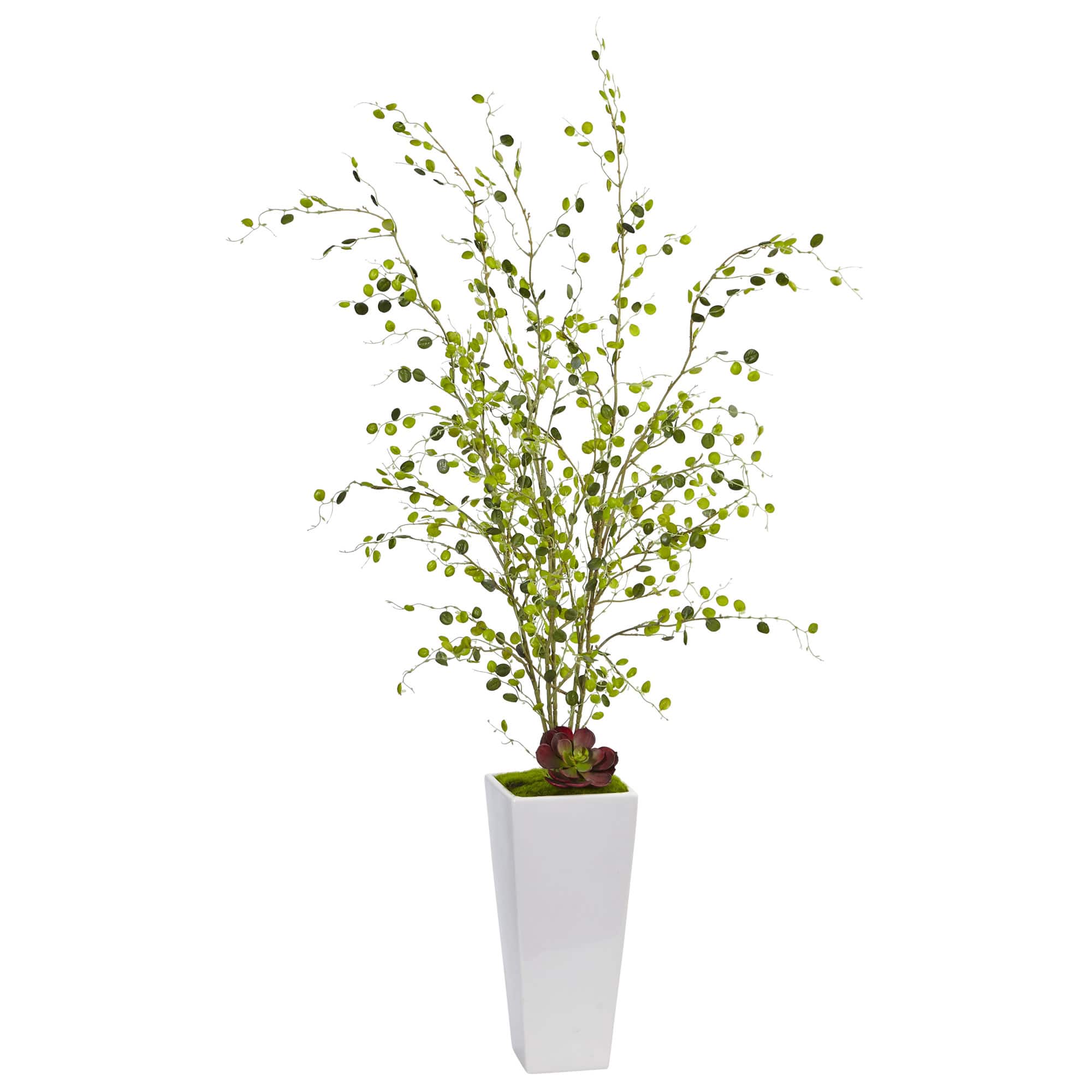 4ft. Night Willow in White Planter