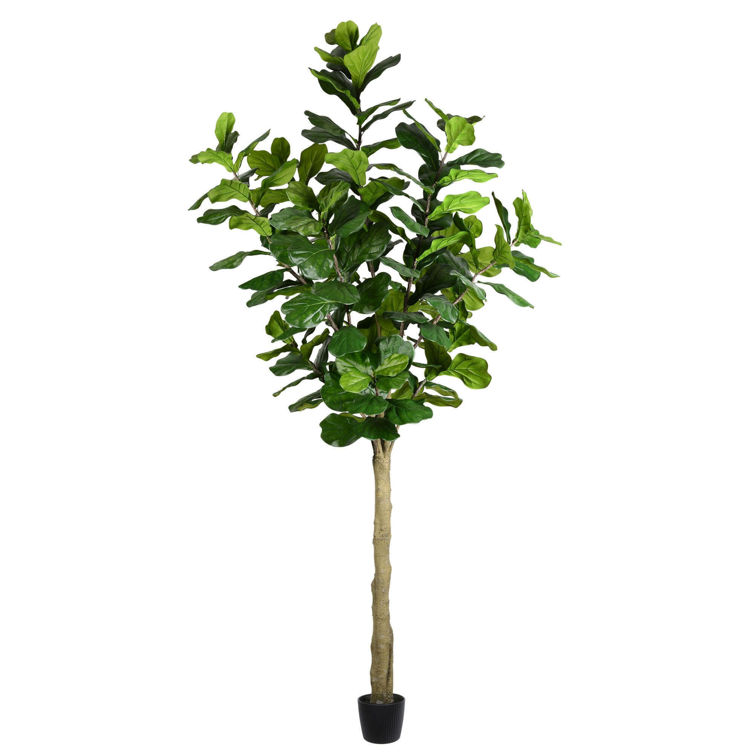 10ft. Potted Fiddle Tree