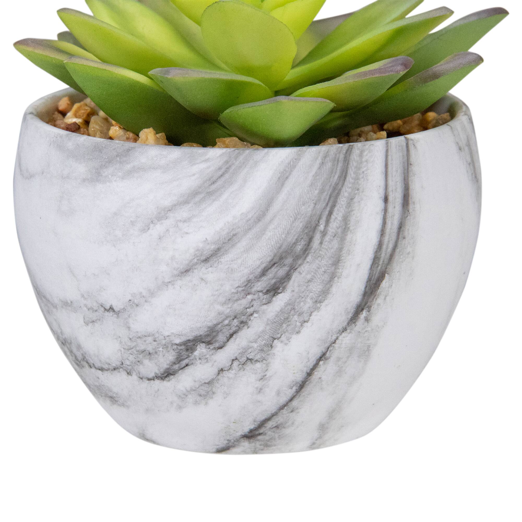 4" Green & Purple Succulent in Faux Marble Pot