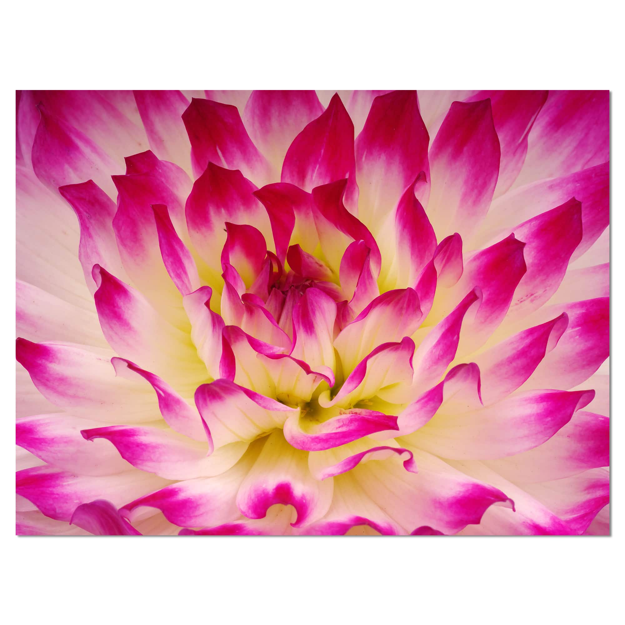 Designart - Smooth Purple White Flower Petals