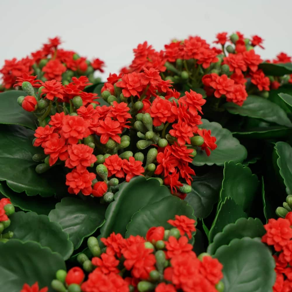 House of Silk Flowers 15" Faux Red Kalanchoe in White Ceramic Cachepot Arrangement