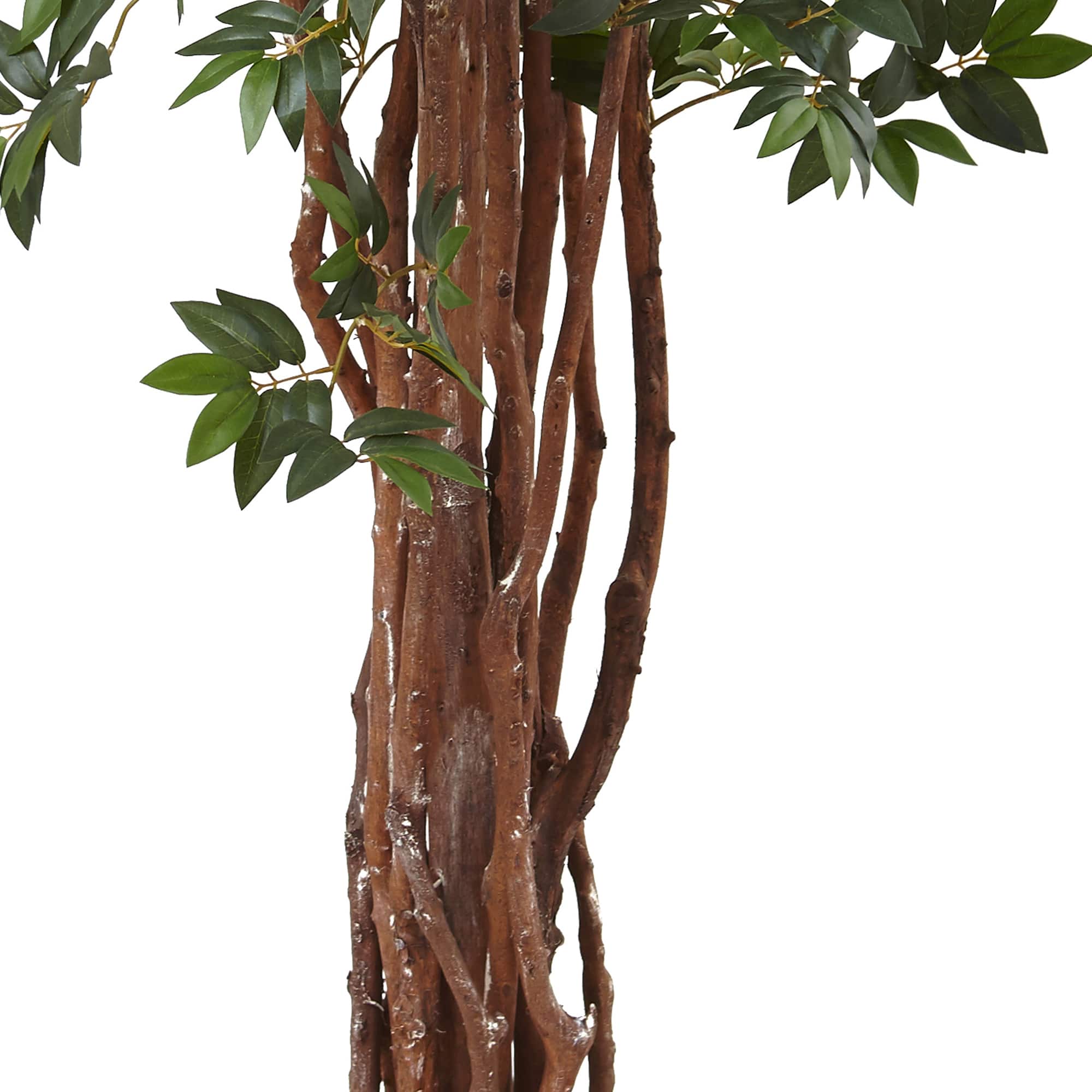 7.5ft. Potted Lychee Silk Tree