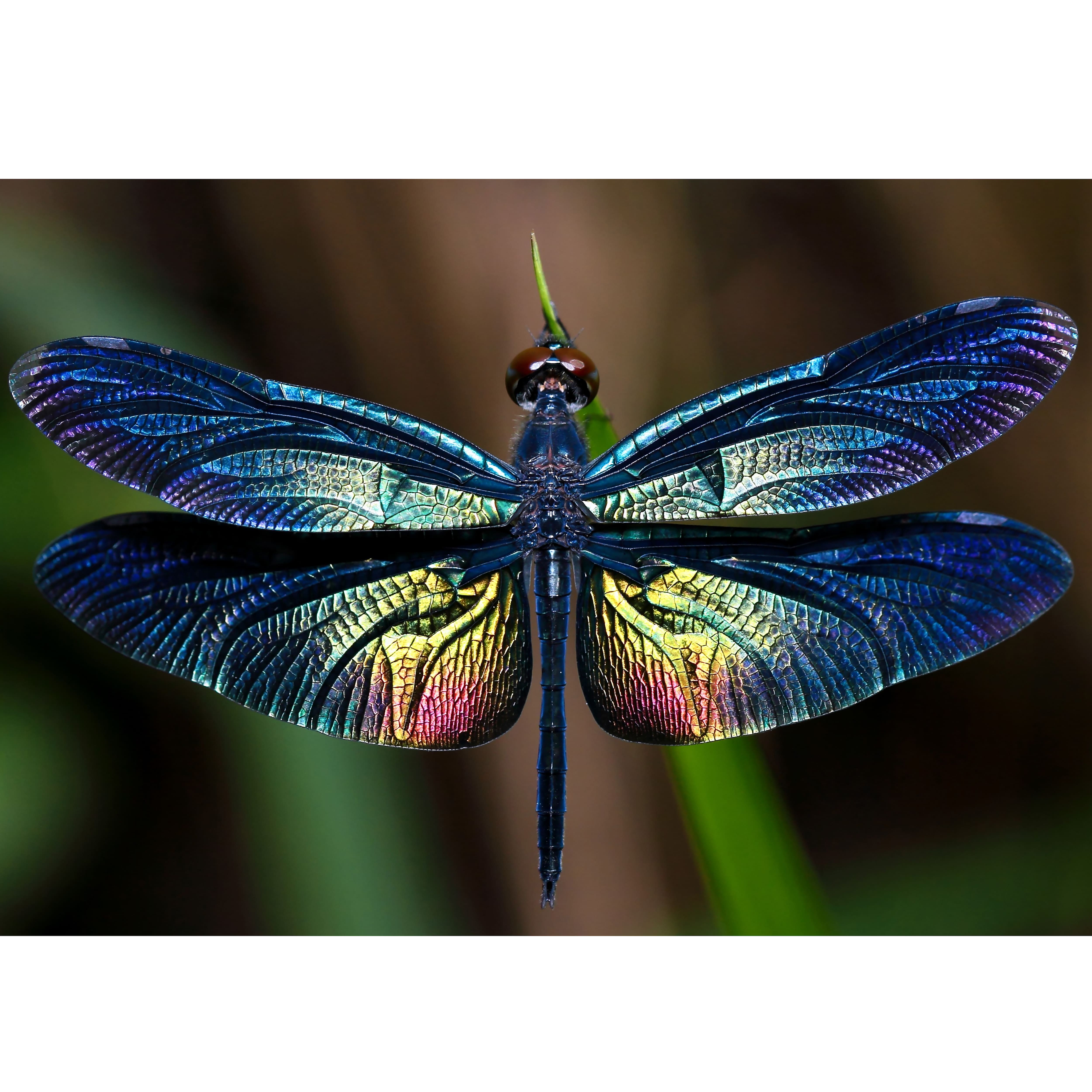 Sparkly Selections Dragonfly 30cm x 40cm Diamond Painting Kit, Round Diamonds