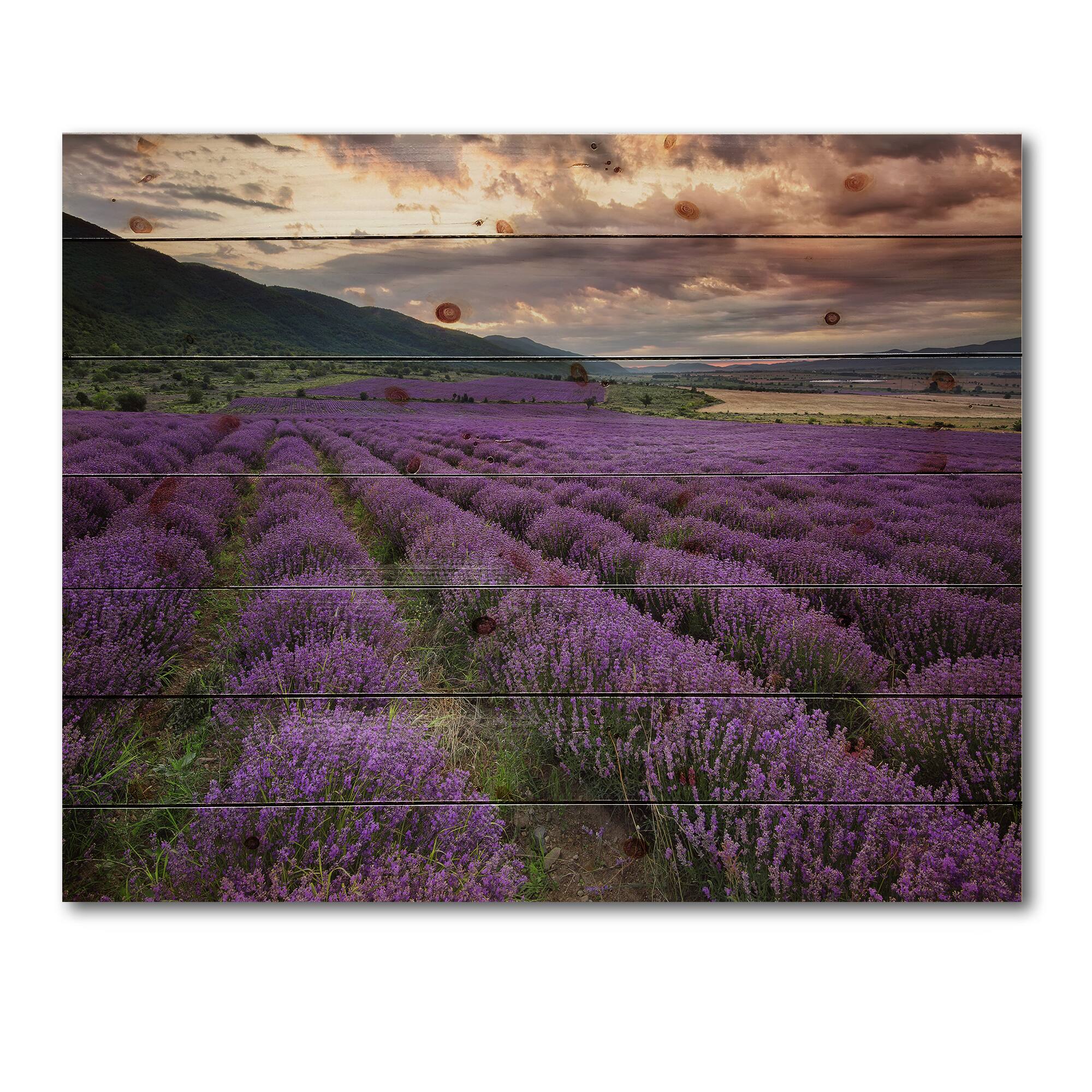 Designart - Lavender Field At Dawn I - Farmhouse Print on Natural Pine Wood