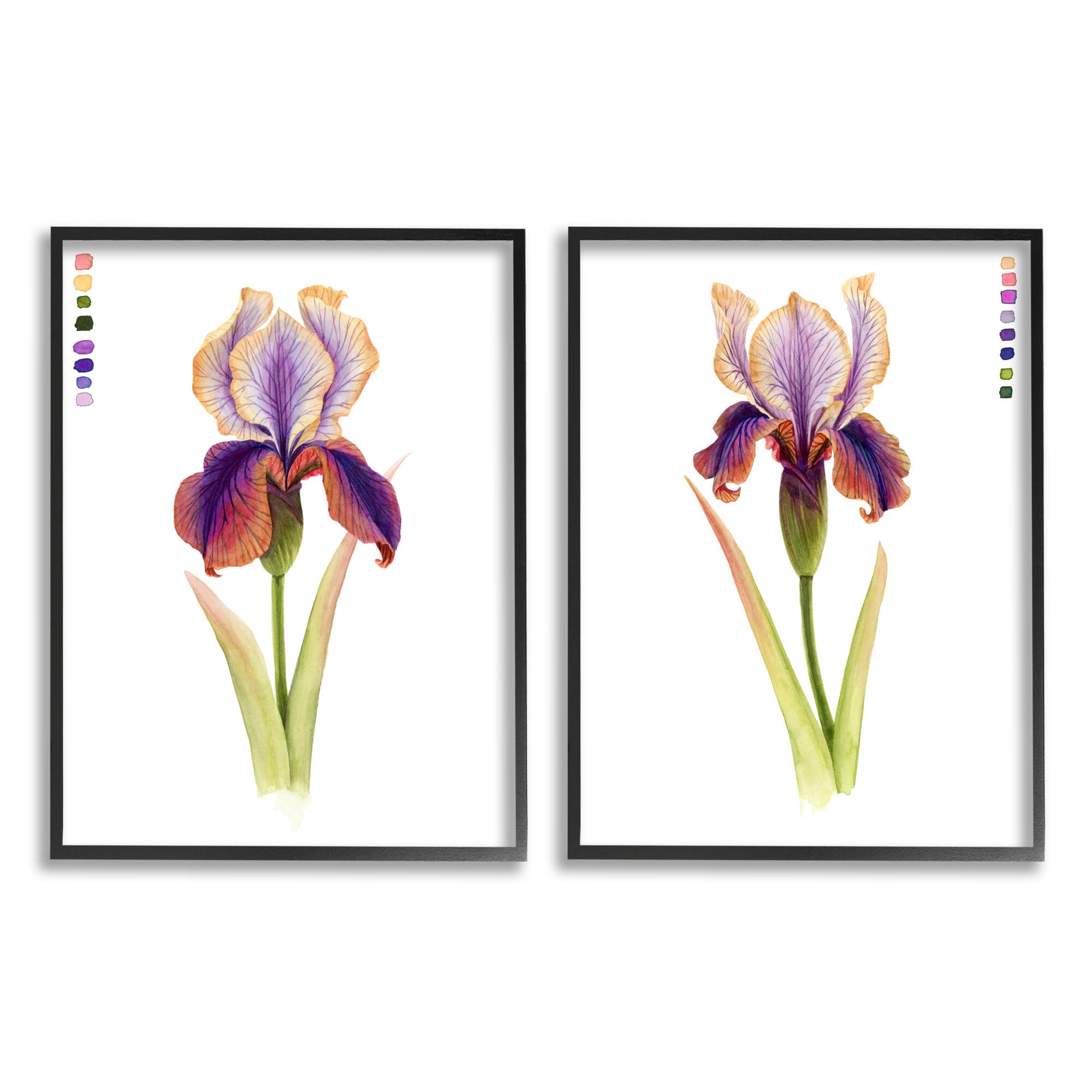 Stupell Industries Orange & Purple Iris Flower with Color Key Black Framed Wall Art Set