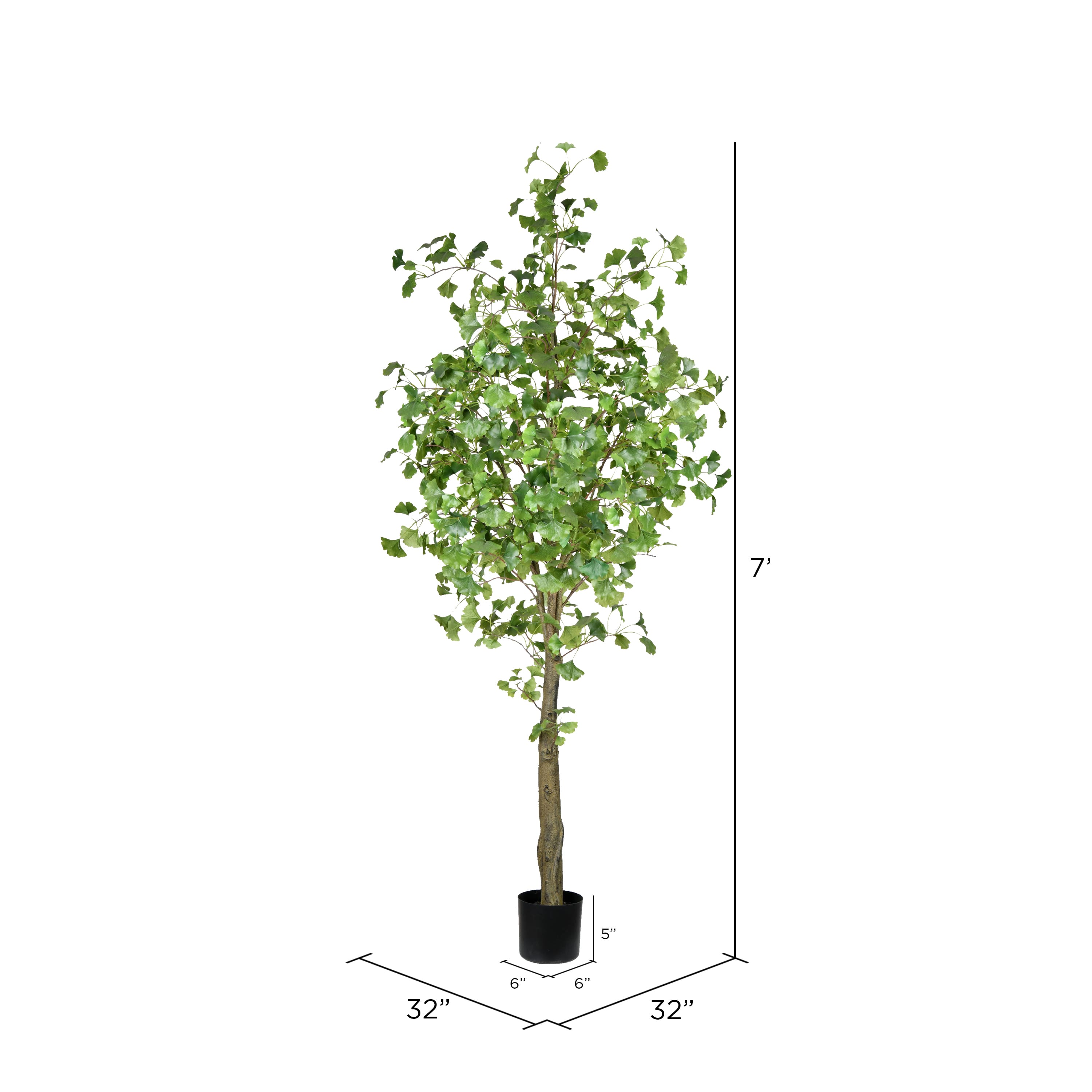 7ft. Potted Ginkgo Tree