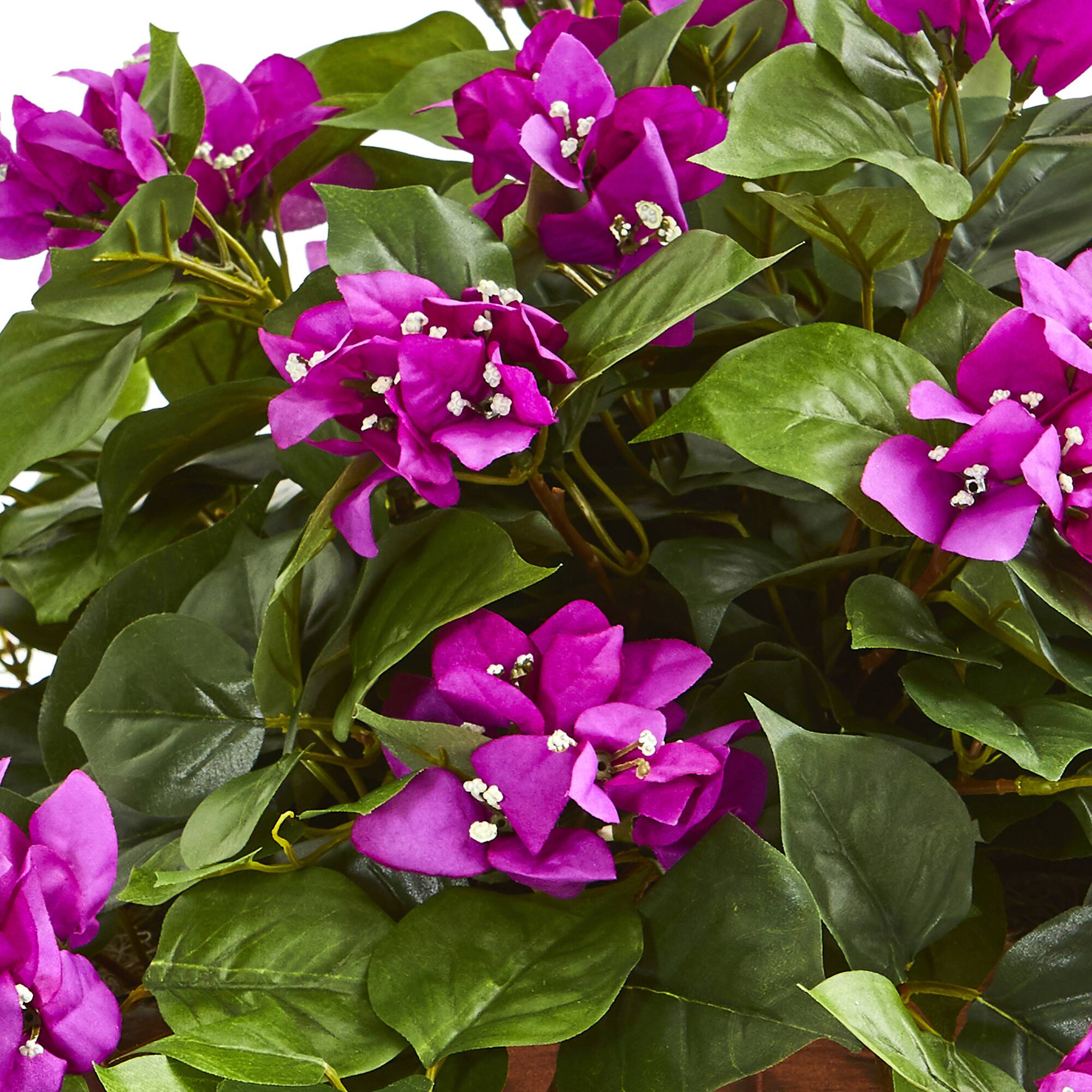 2.5ft. Bougainvillea in Woven Planter