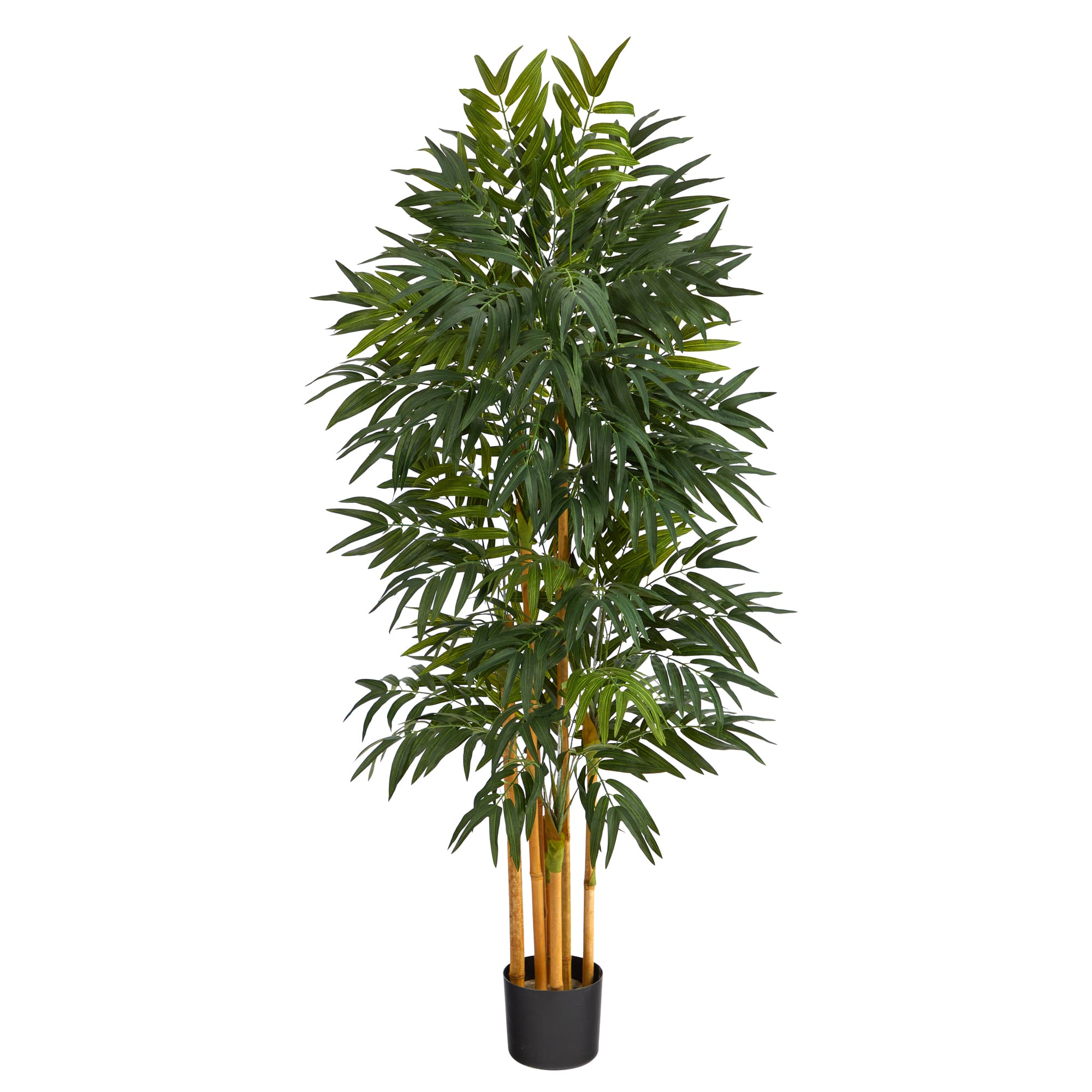 5ft. Potted Phoenix Palm Tree