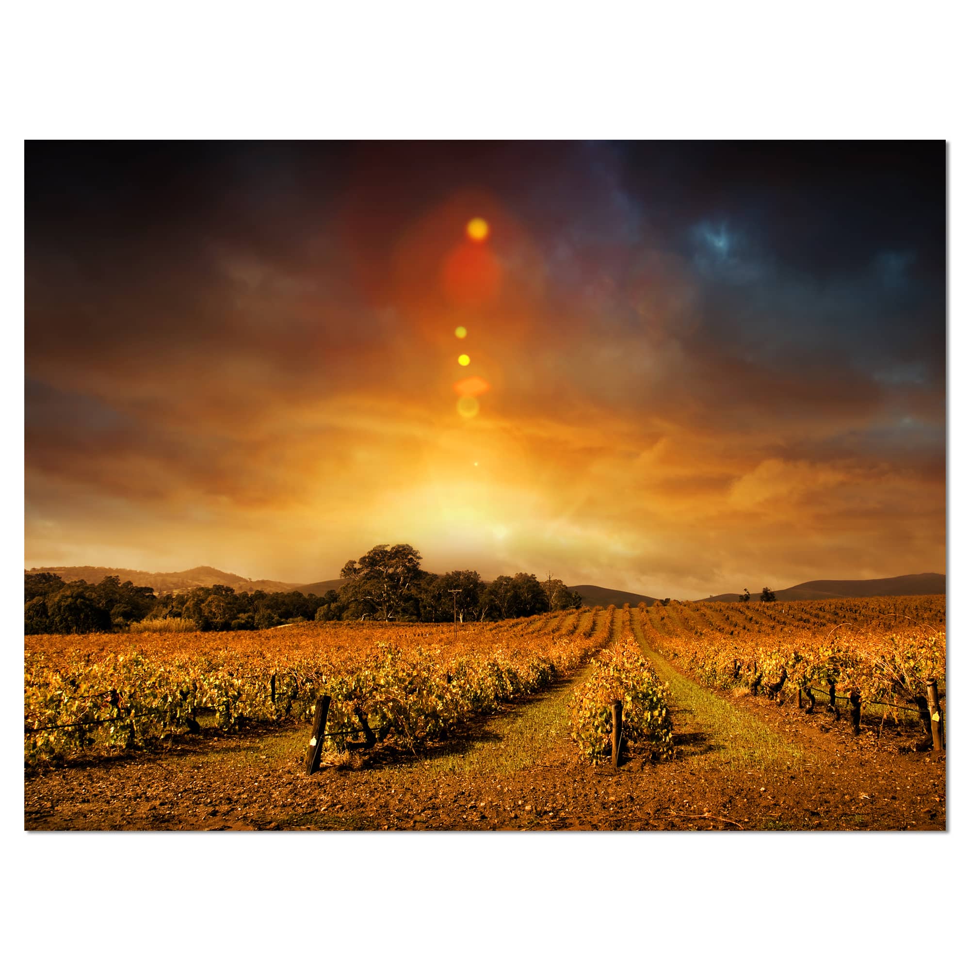 Designart - Yellow Autumn Vineyard Sunset
