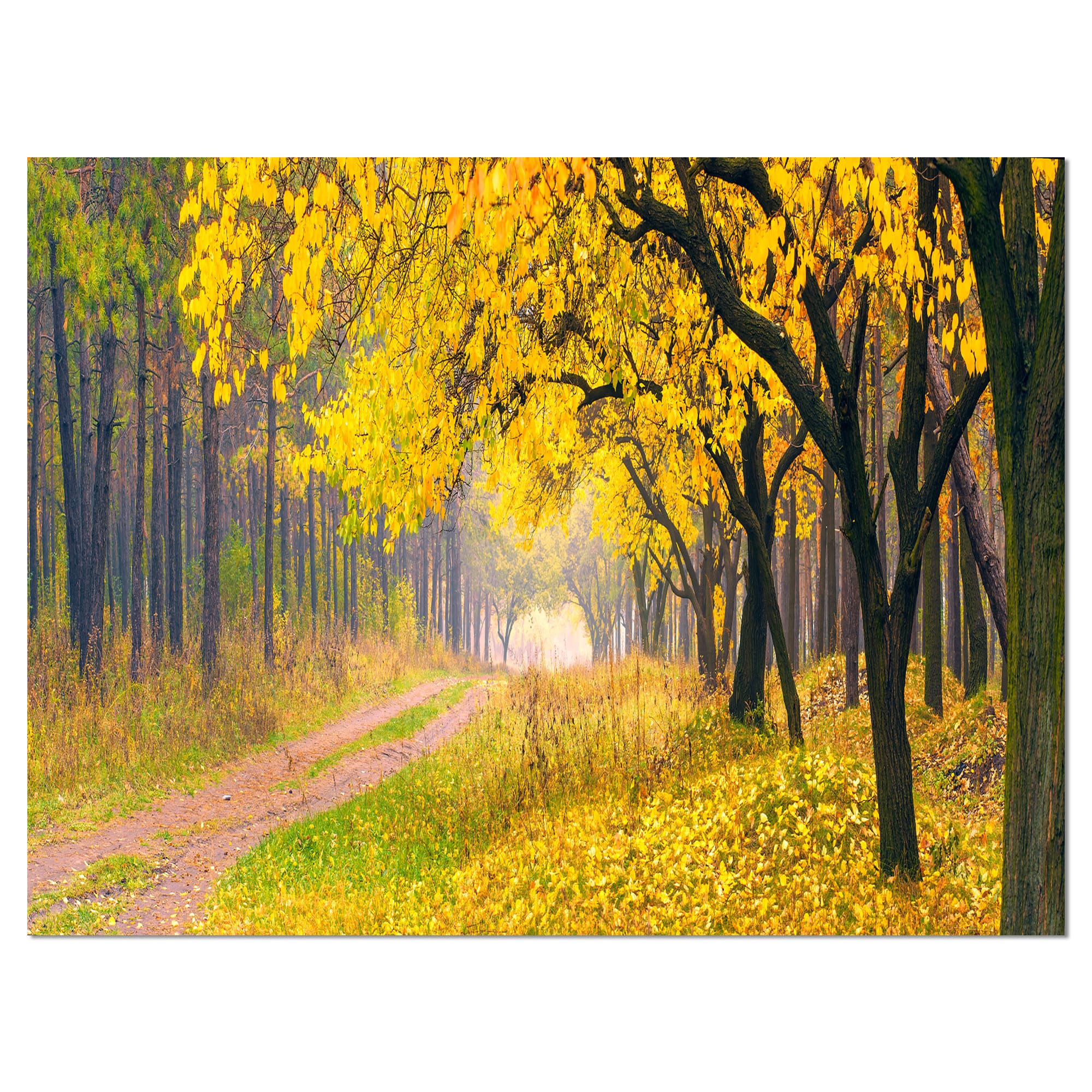 Designart - Bright Yellow Autumn Forest - Landscape Photo Canvas Art Print