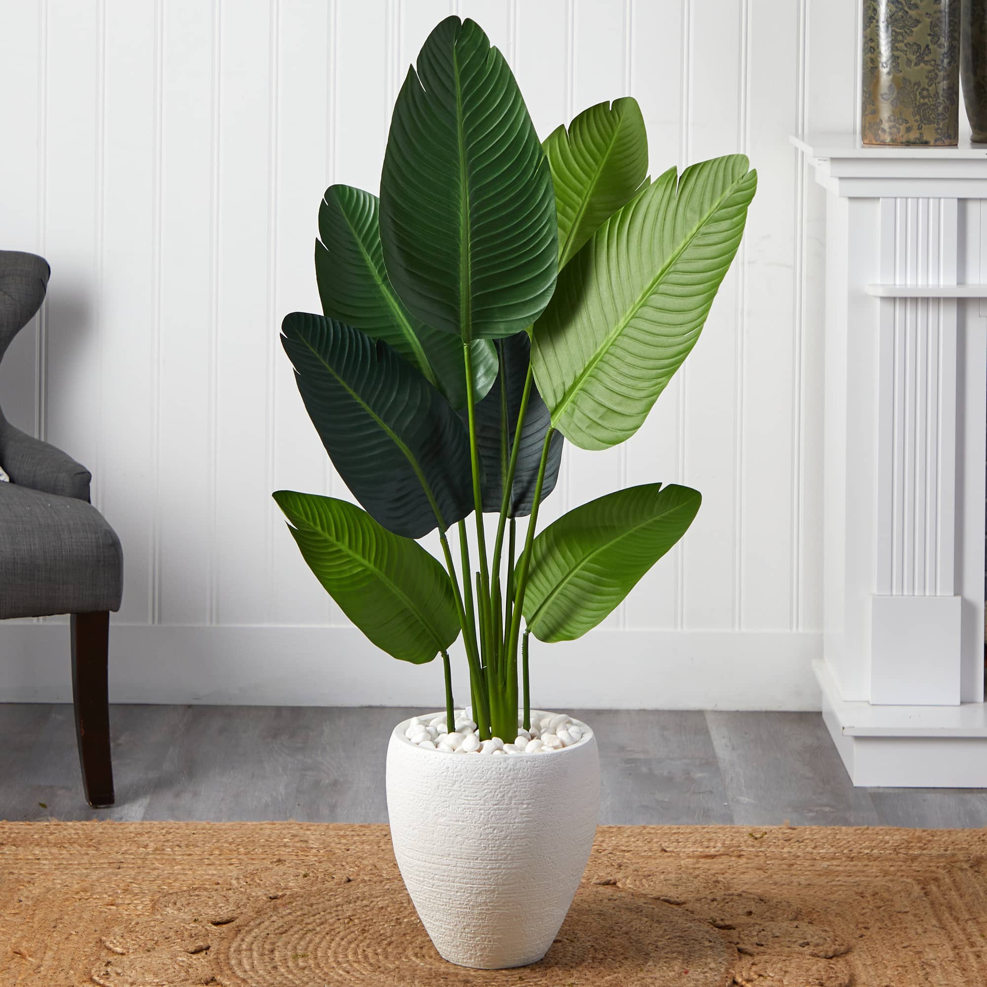4ft. Travelers Palm Tree with White Oval Planter