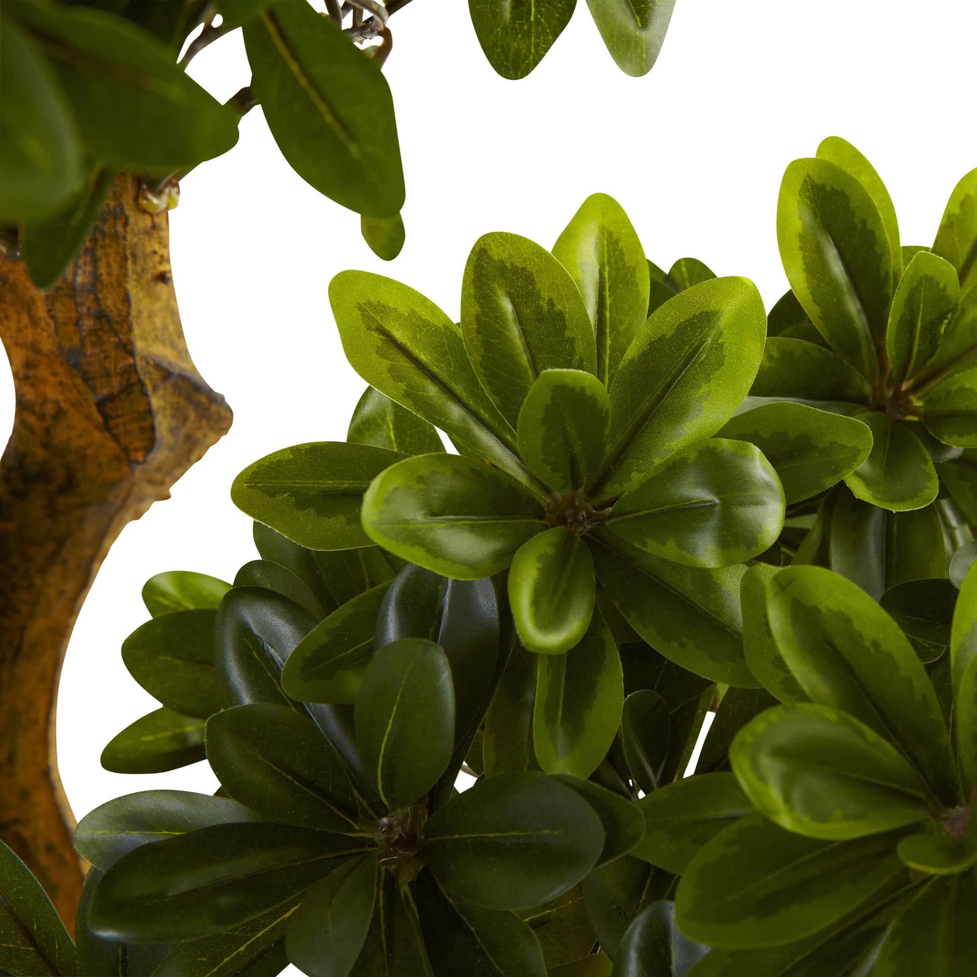 5ft. Potted Pittosporum Tree