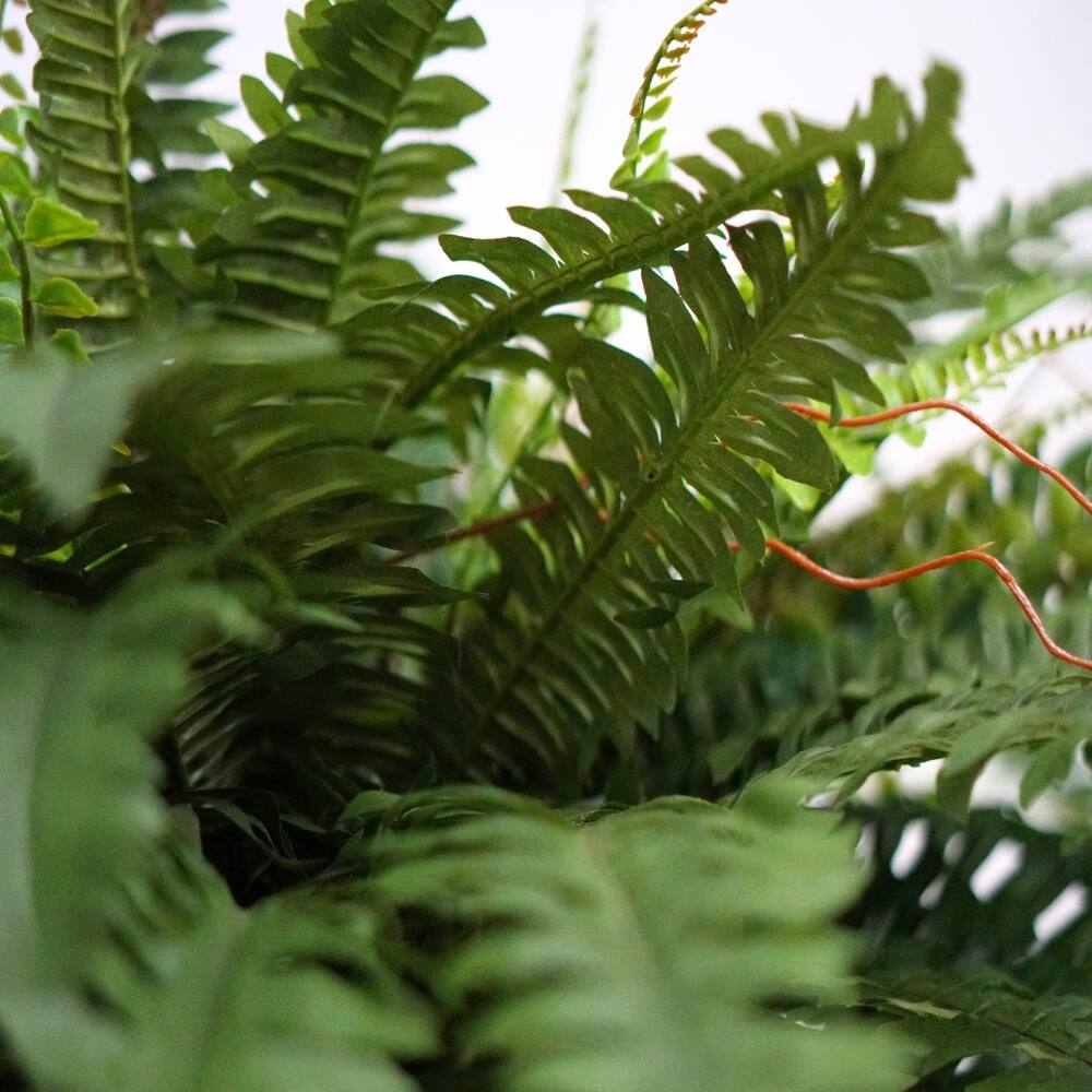 House of Silk Flowers 30" Faux Boston Fern in Matte White Paneled Ceramic