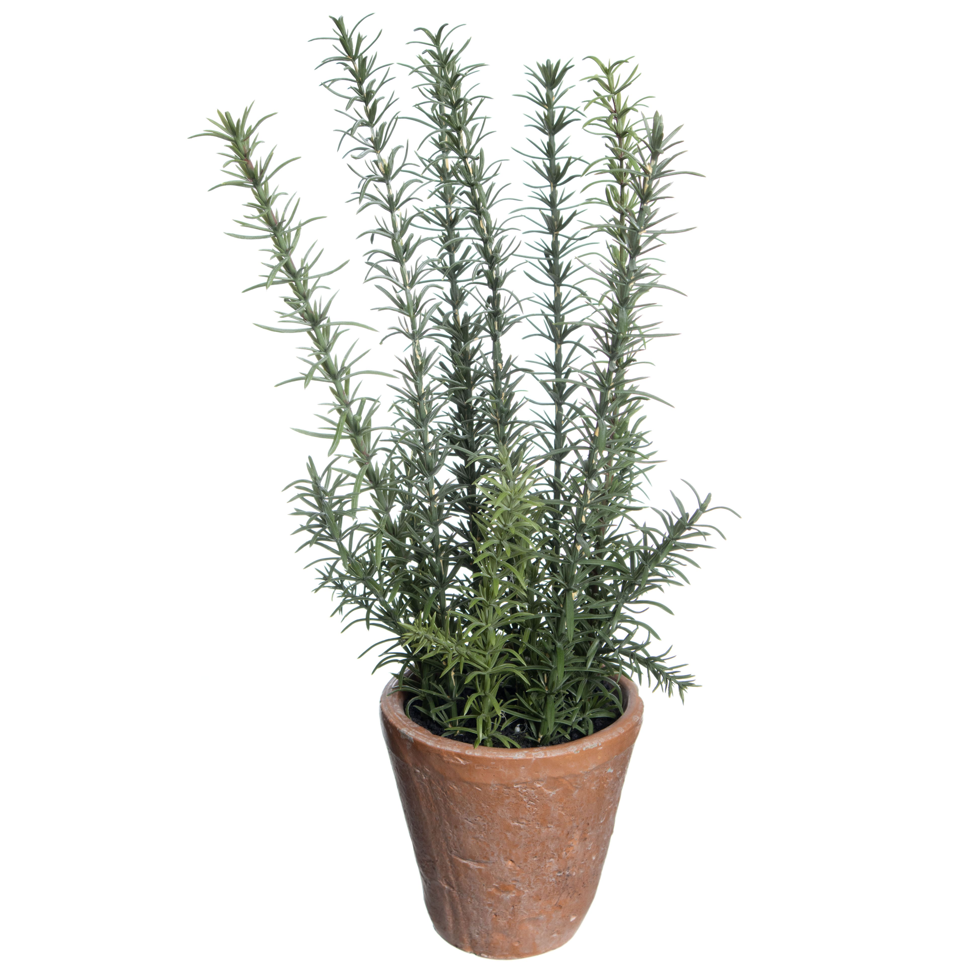 19" Rosemary in Terra Cotta Pot by Ashland®