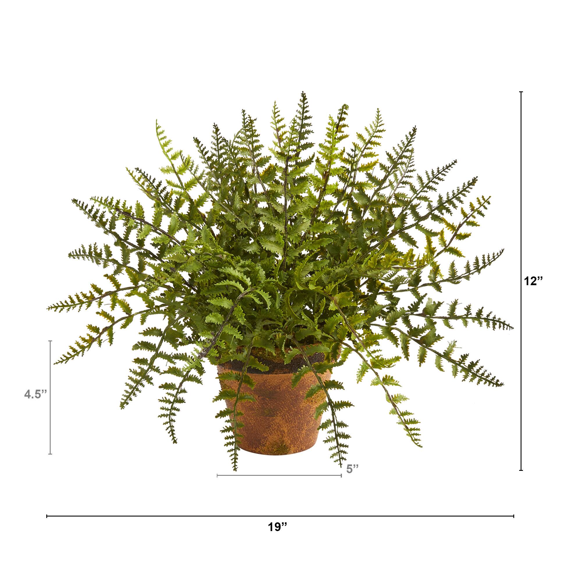 12" Leatherleaf Fern in Decorative Planter
