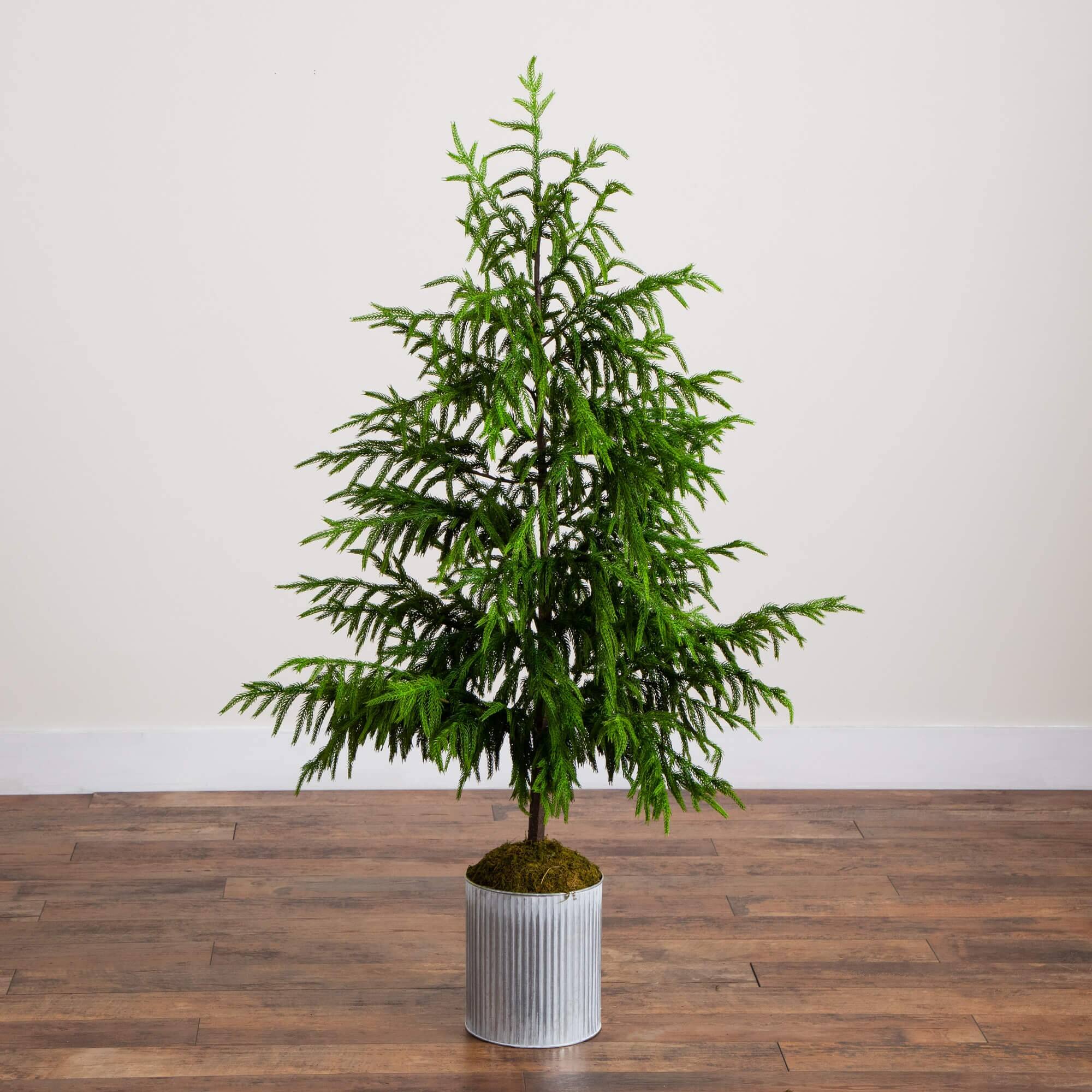 5ft. Unlit Real Touch Norfolk Island Pine Artificial Christmas Tree in Metal Planter