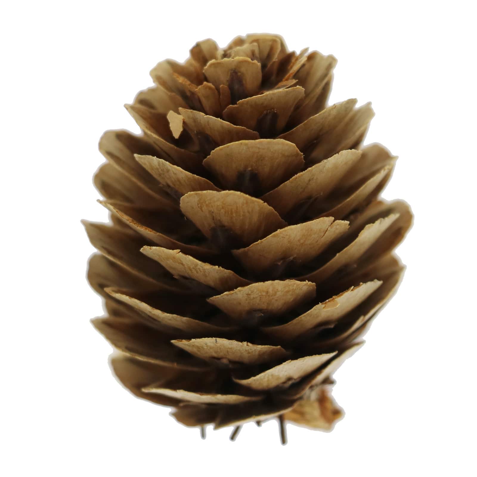 Classic Pinecone, Pumpkin, Berry & Maple Leaves Decorative Components by Ashland®