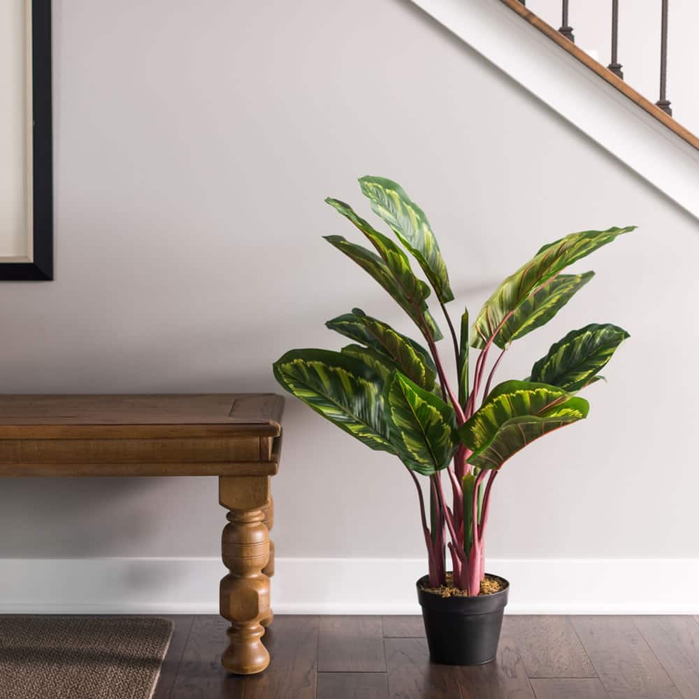 3ft. Potted Green & Brown Peacock Plant