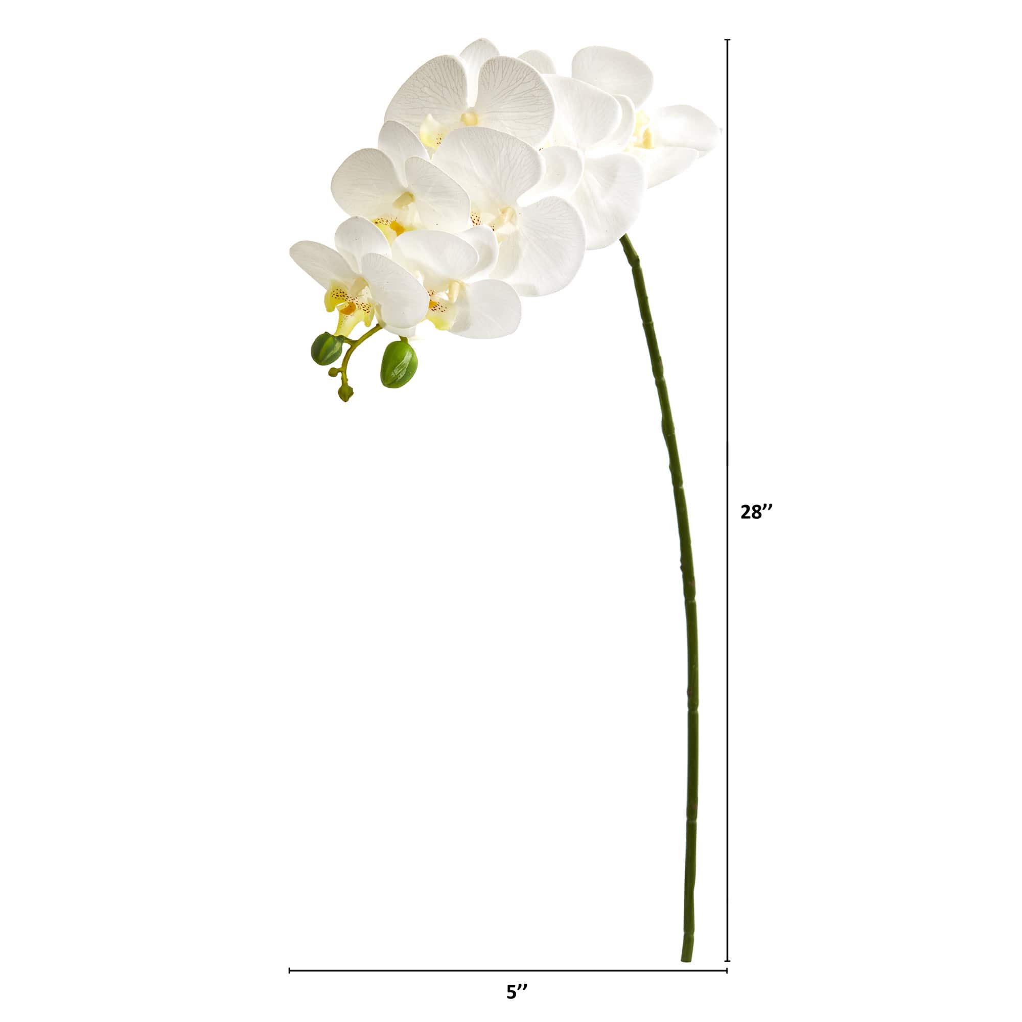 White Moth Orchid Stem, 6ct.