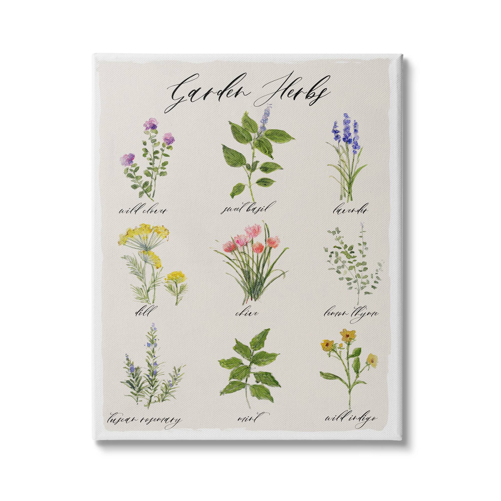 Stupell Industries Garden Herb Illustrated Chart Natural Kitchen Seasoning Canvas Wall Art
