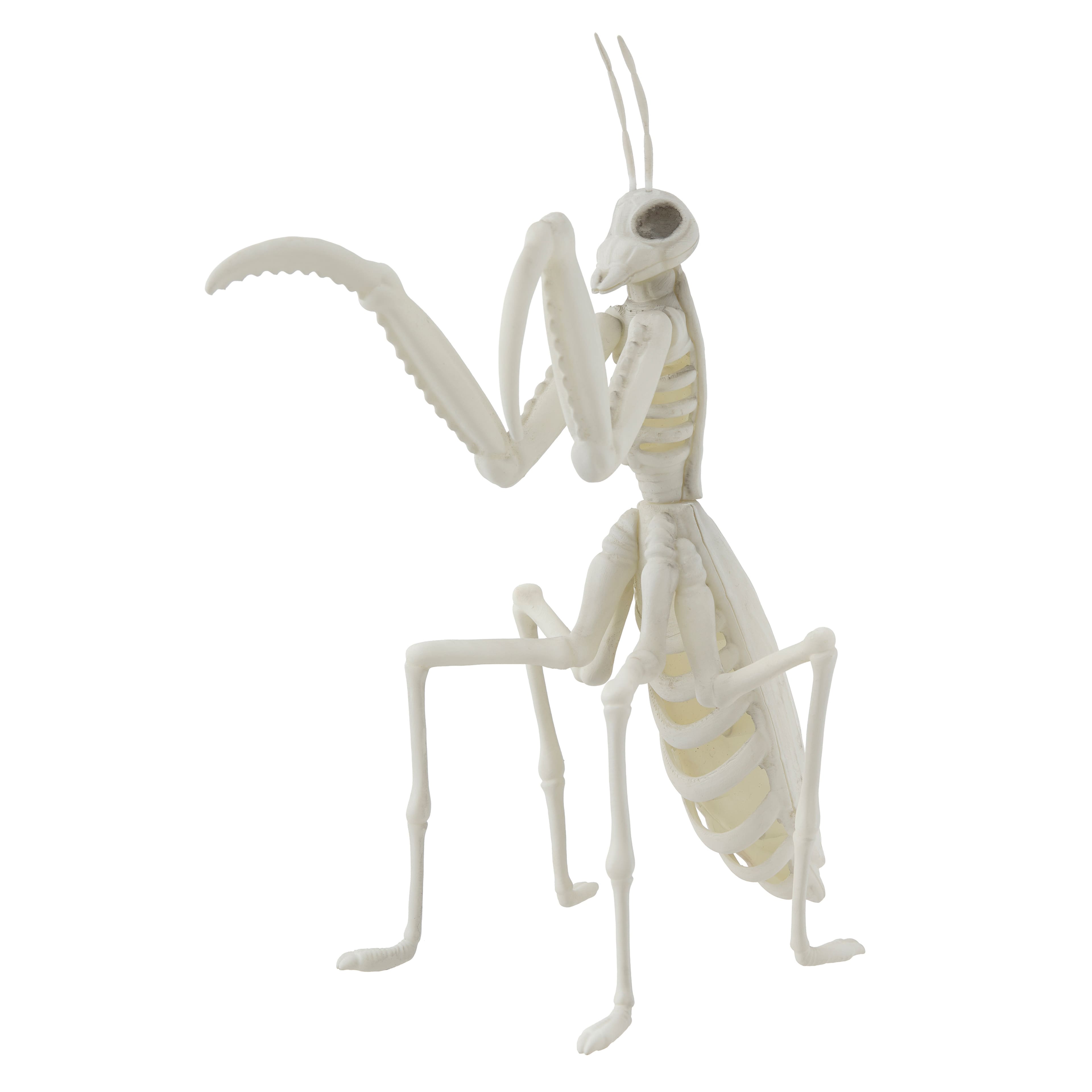 9.4" Mantis Skeleton by Ashland®