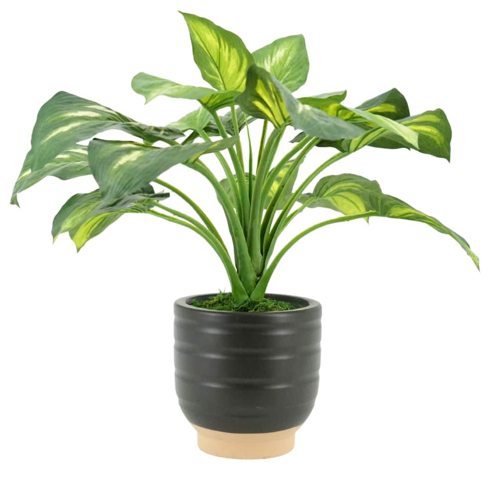 House of Silk Flowers 23" Small Faux Hosta in Matte Black & Terracotta Ceramic Planter