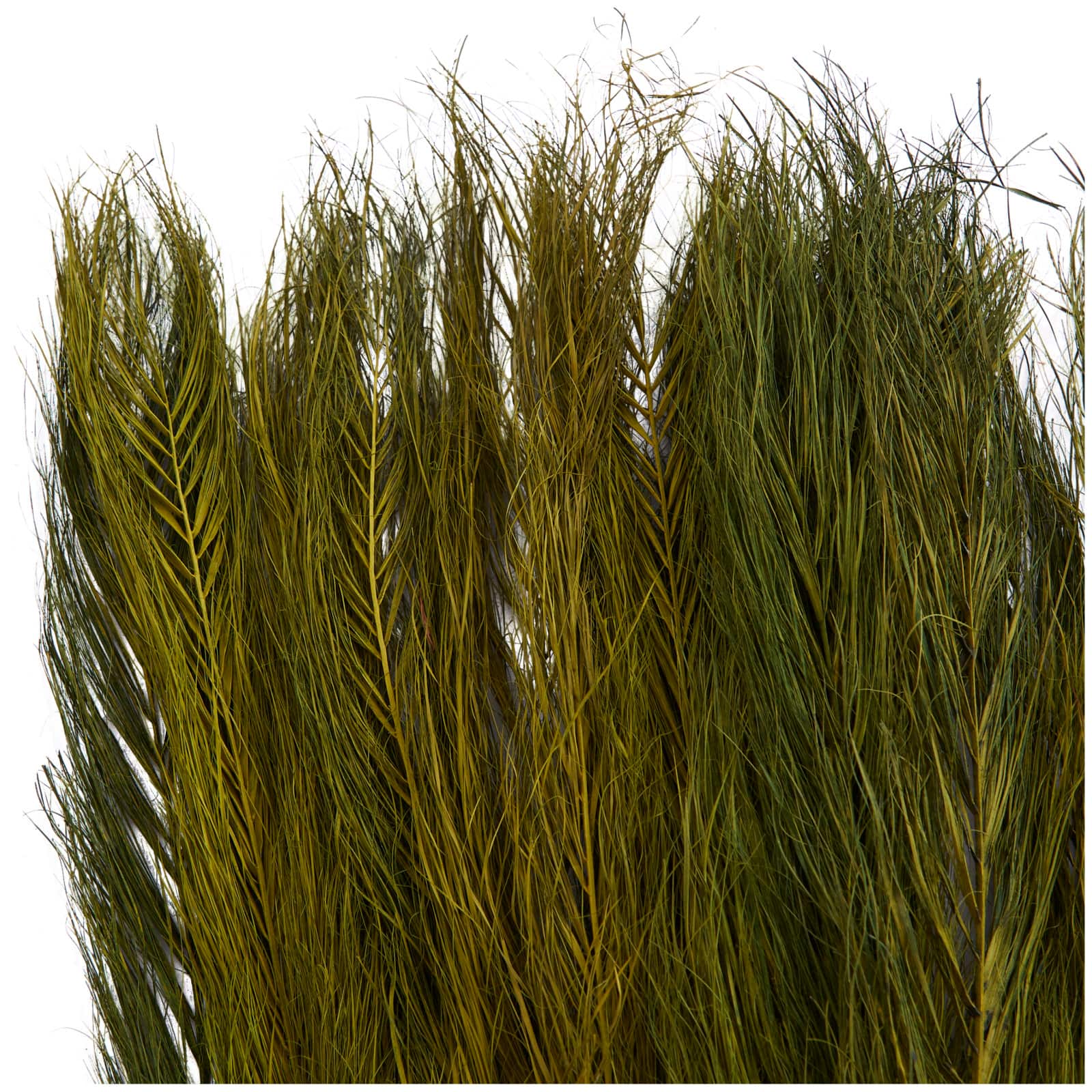 35" Natural Dried Palm Leaf Bundle with Feather-Inspired Stems
