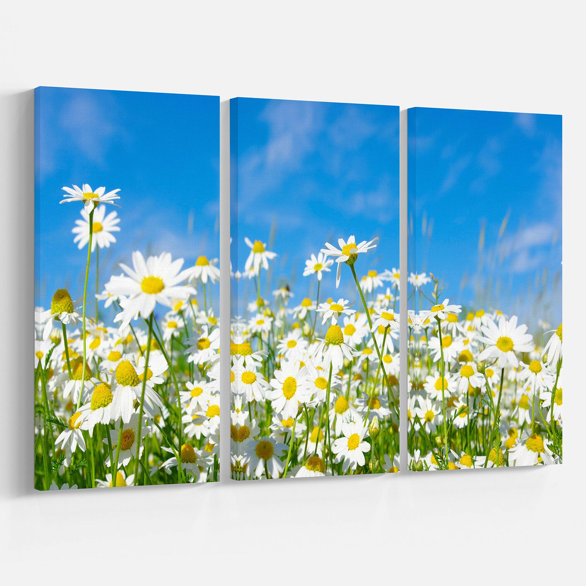 Designart - White Daisies under Bright Blue Sky - Floral Canvas Art Print