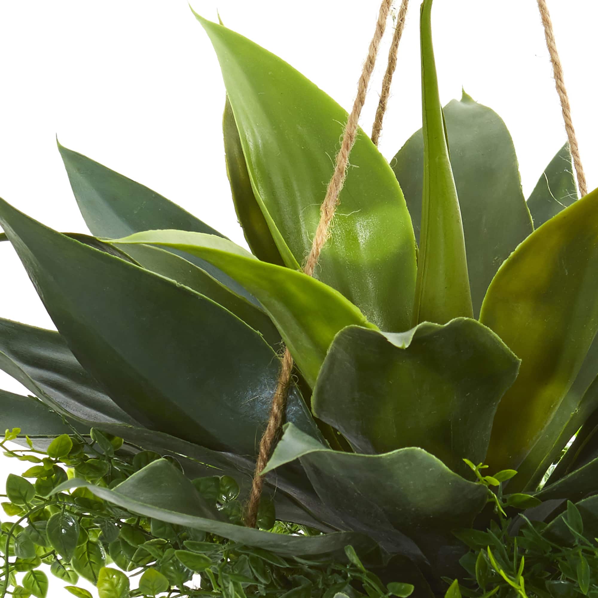 13" Agave & Maidenhair Plant in Hanging Basket
