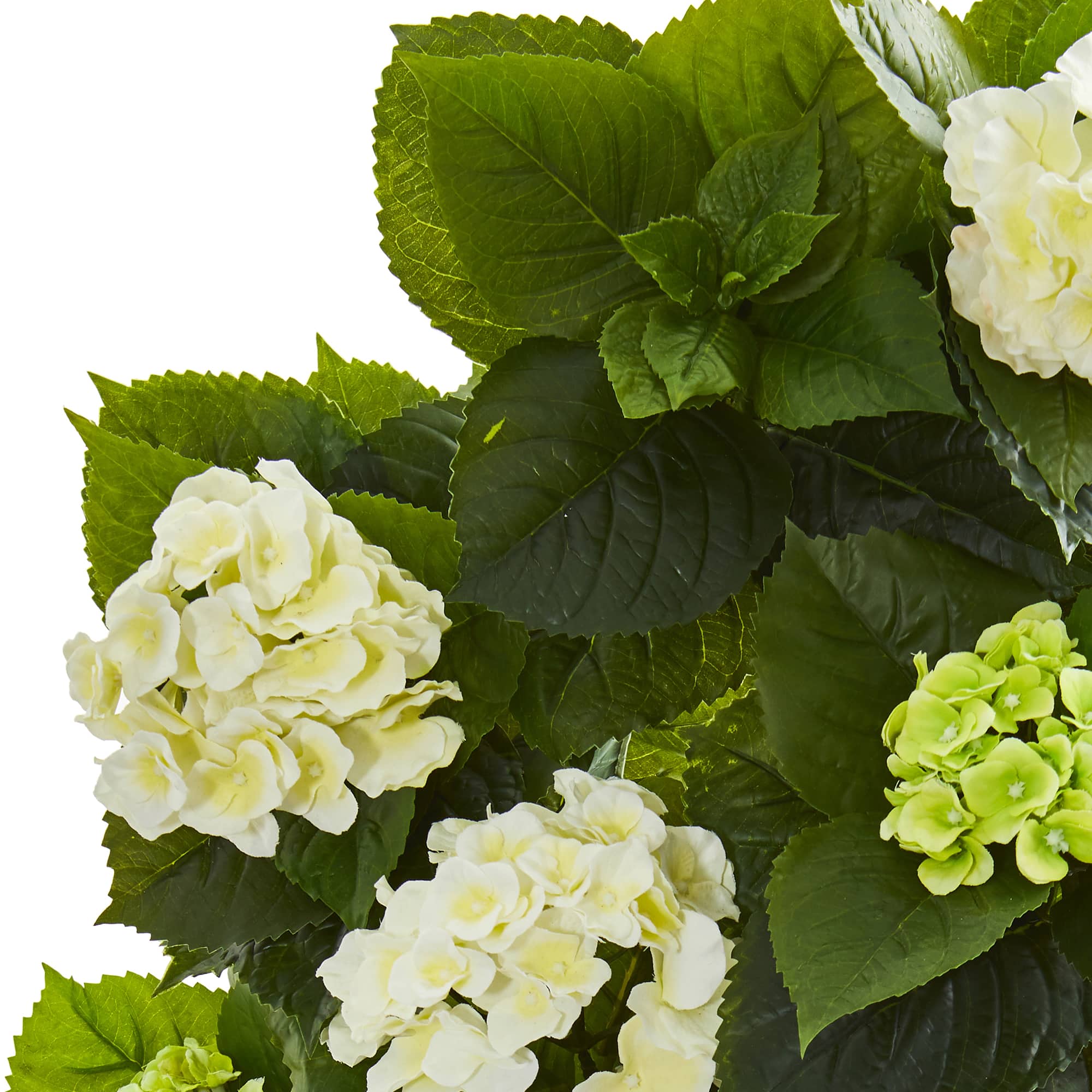 2.5ft. Potted White & Green Hydrangea Plant