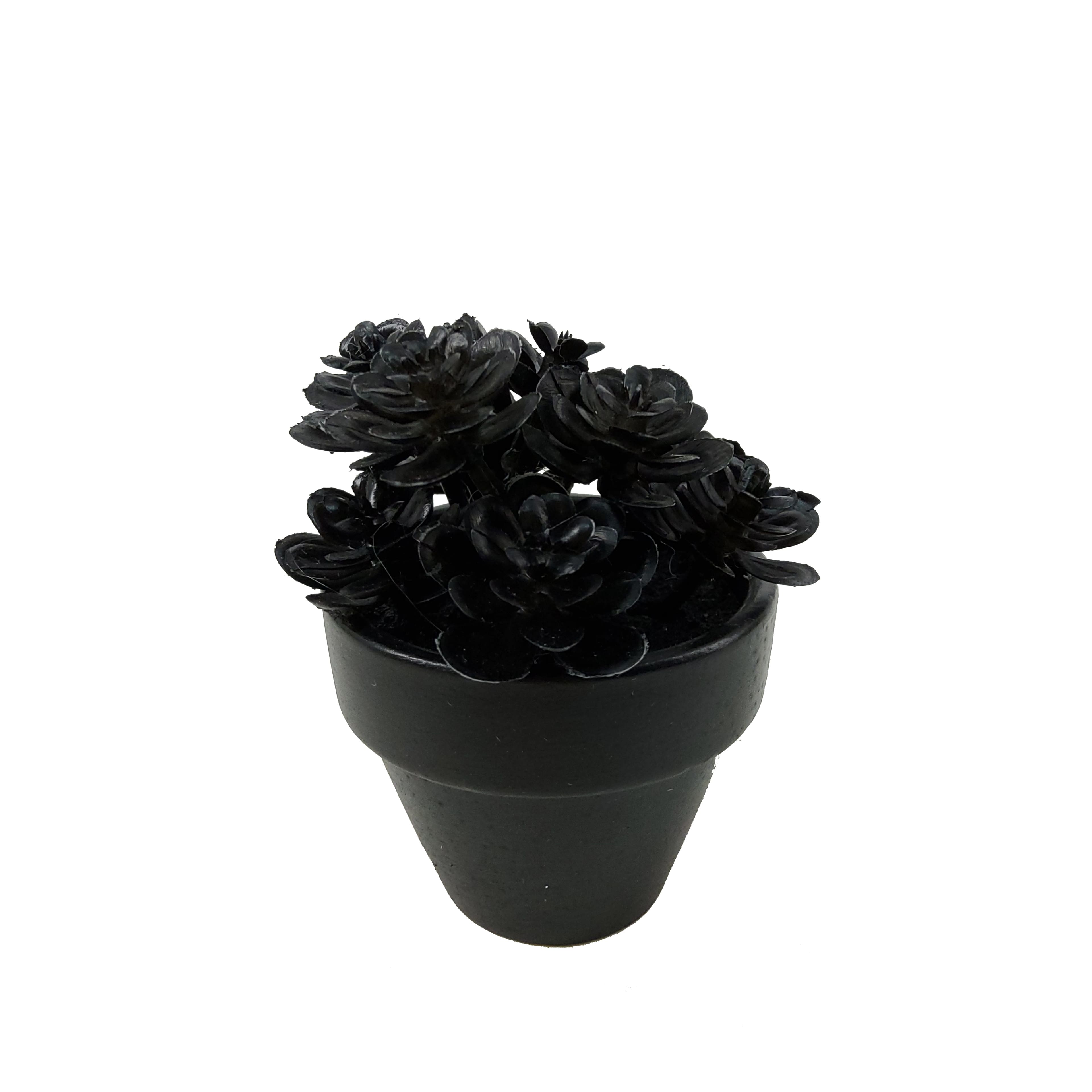 Assorted Mini Black Potted Succulent, 1pc. by Ashland®