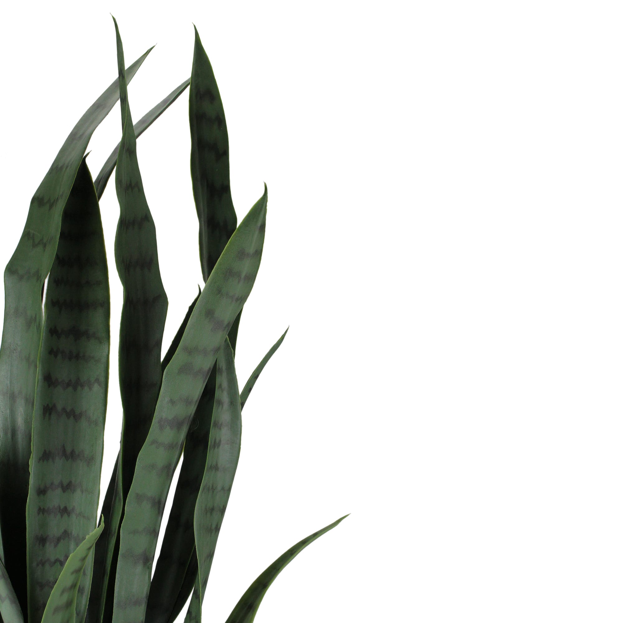 2.4ft. Two-Tone Green & Black Potted Snake Plant