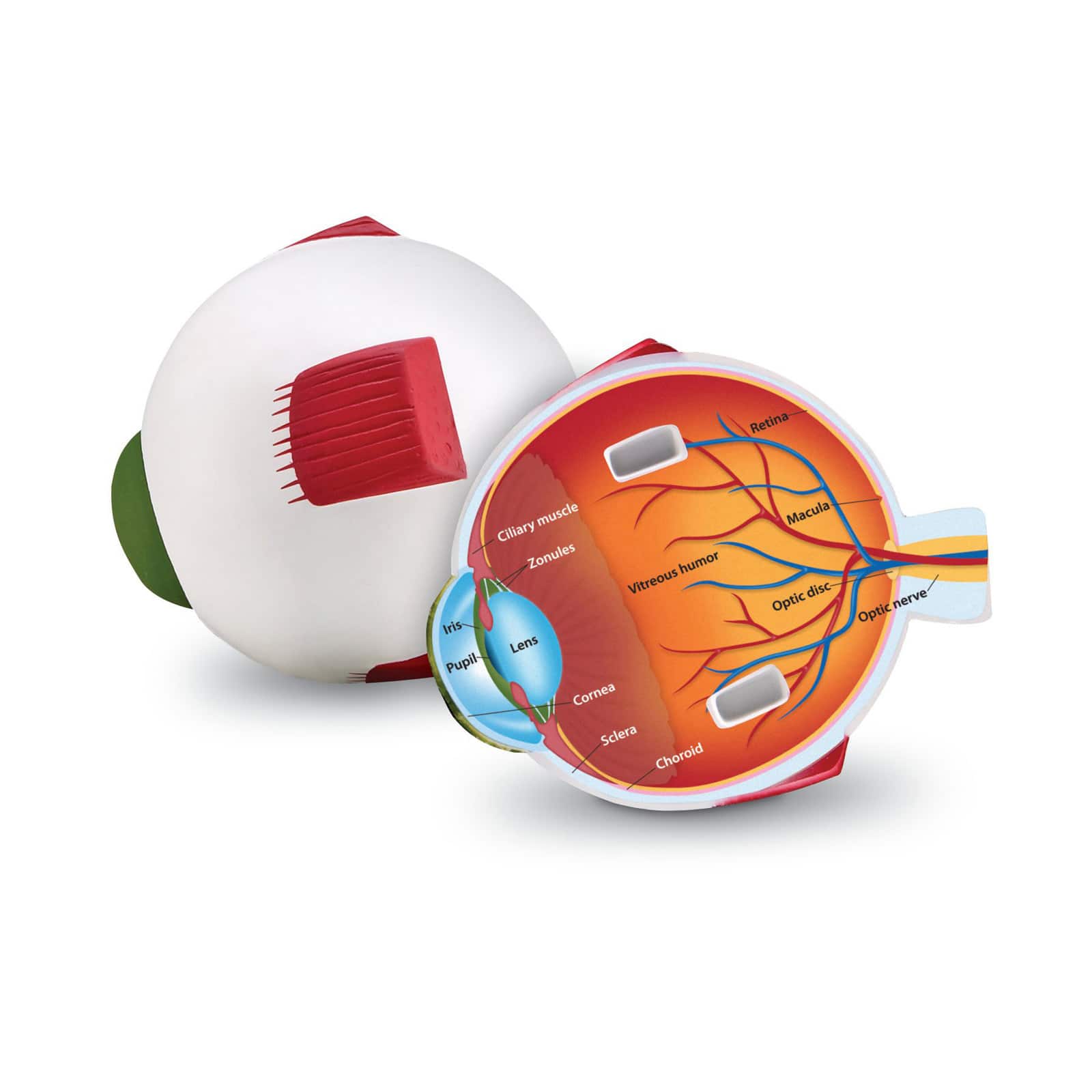 Learning Resources® Soft Foam Cross Section Eye Model