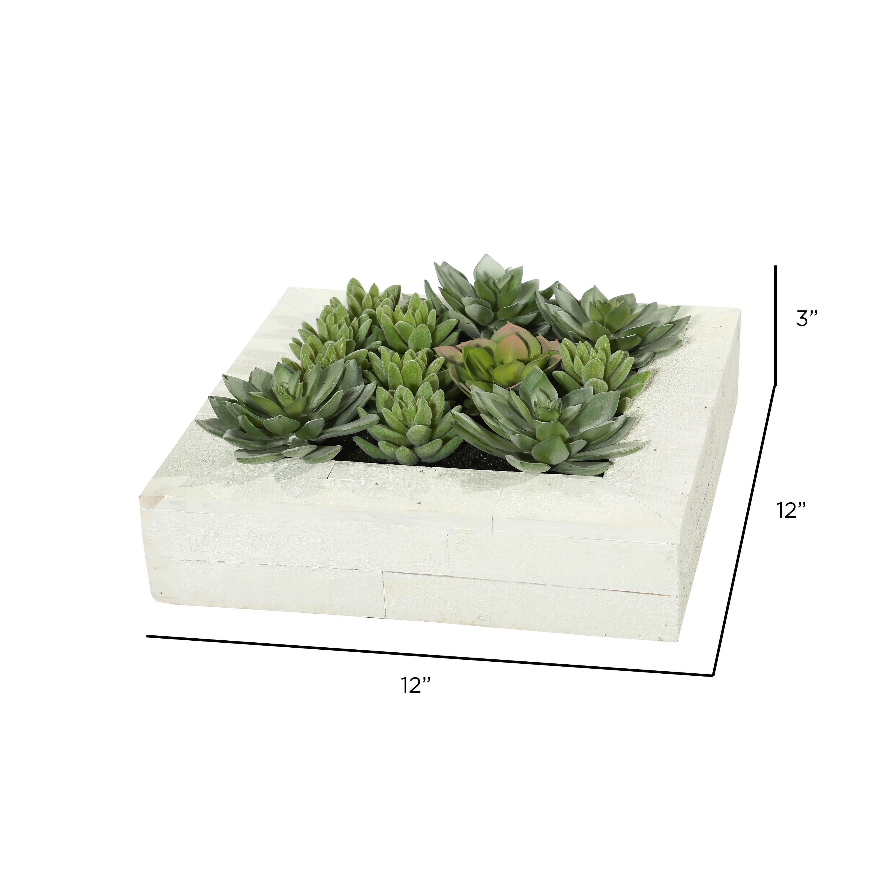 12" x 12" Green Succulent Arrangement