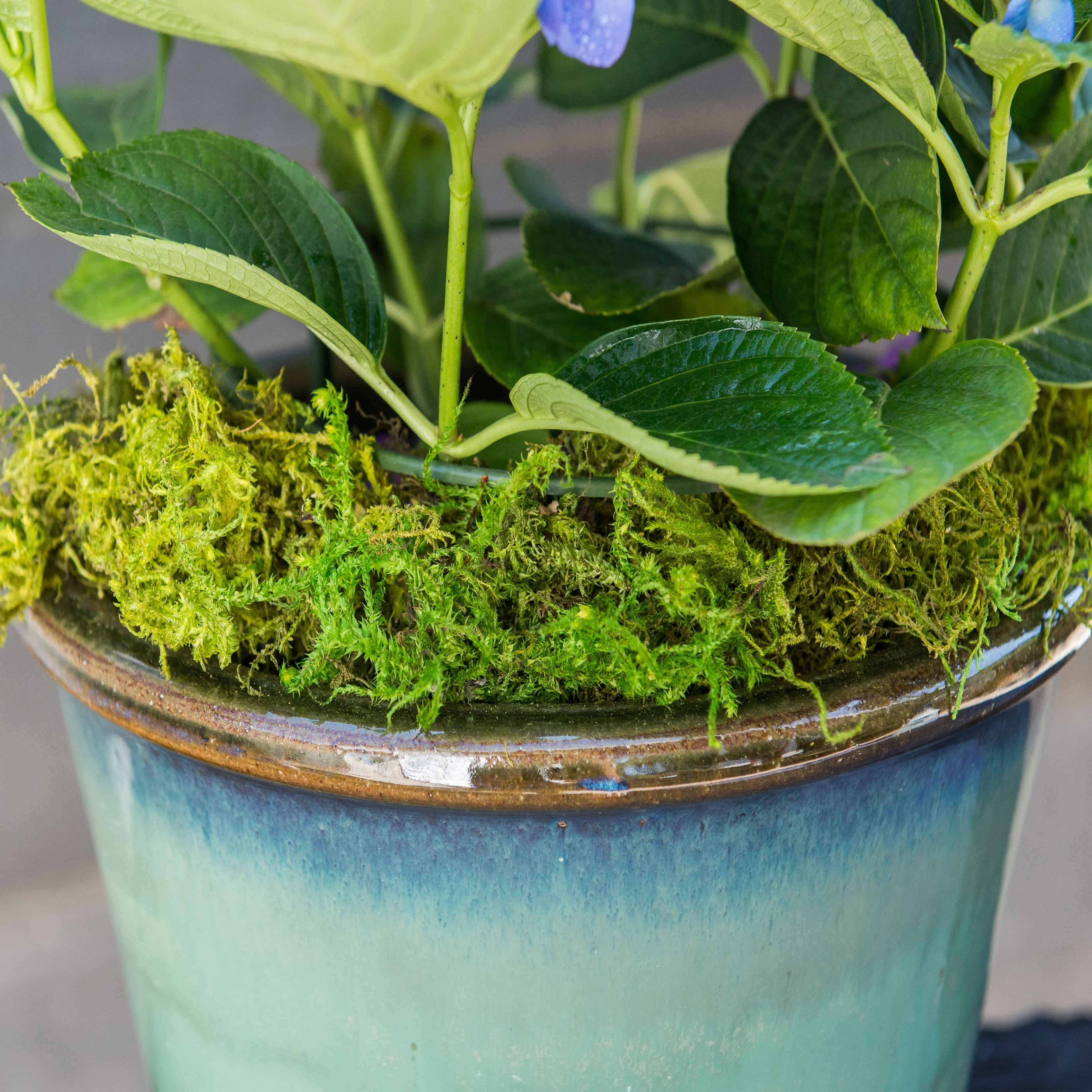 SuperMoss® Preserved Forest Moss