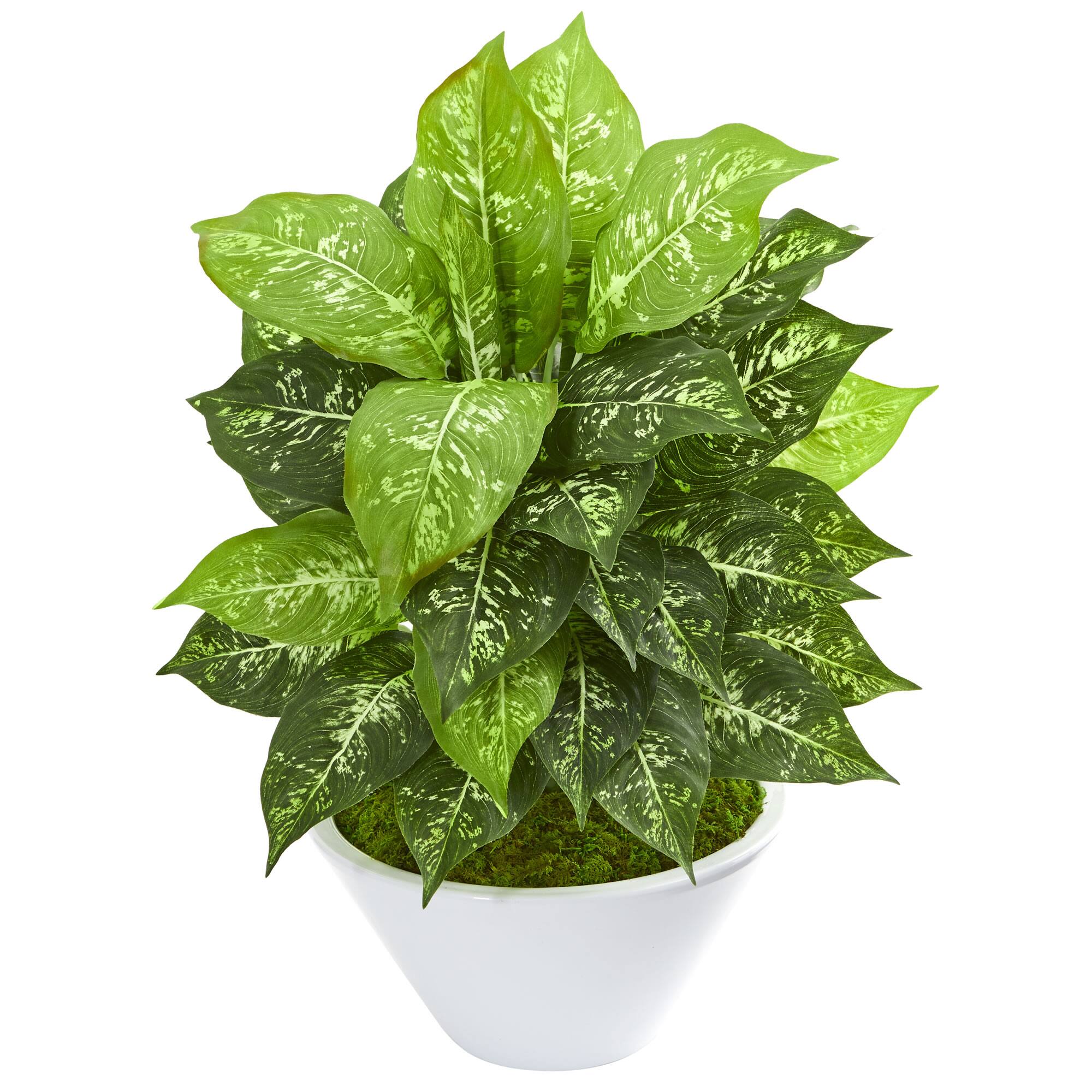 20" Dumb Cane Plant in White Bowl