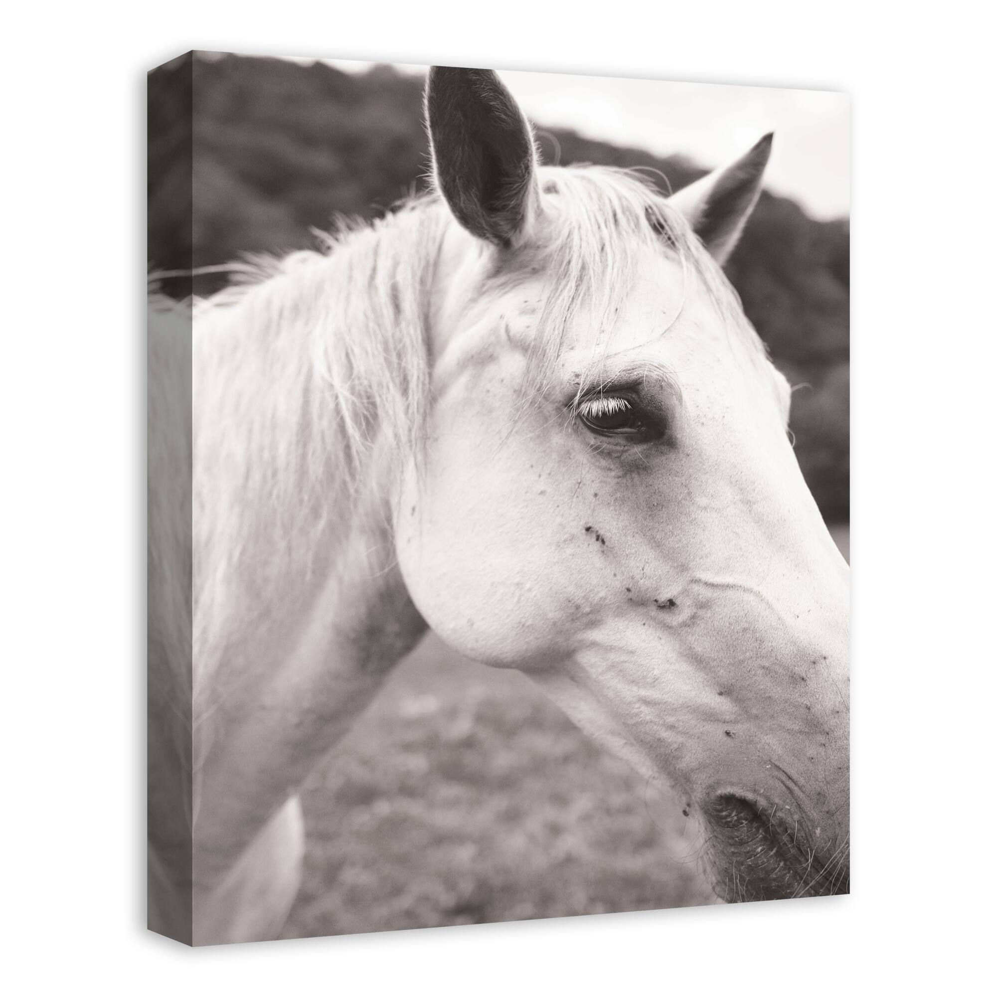 Horse Closeup 16" x 20" Canvas Wall Art