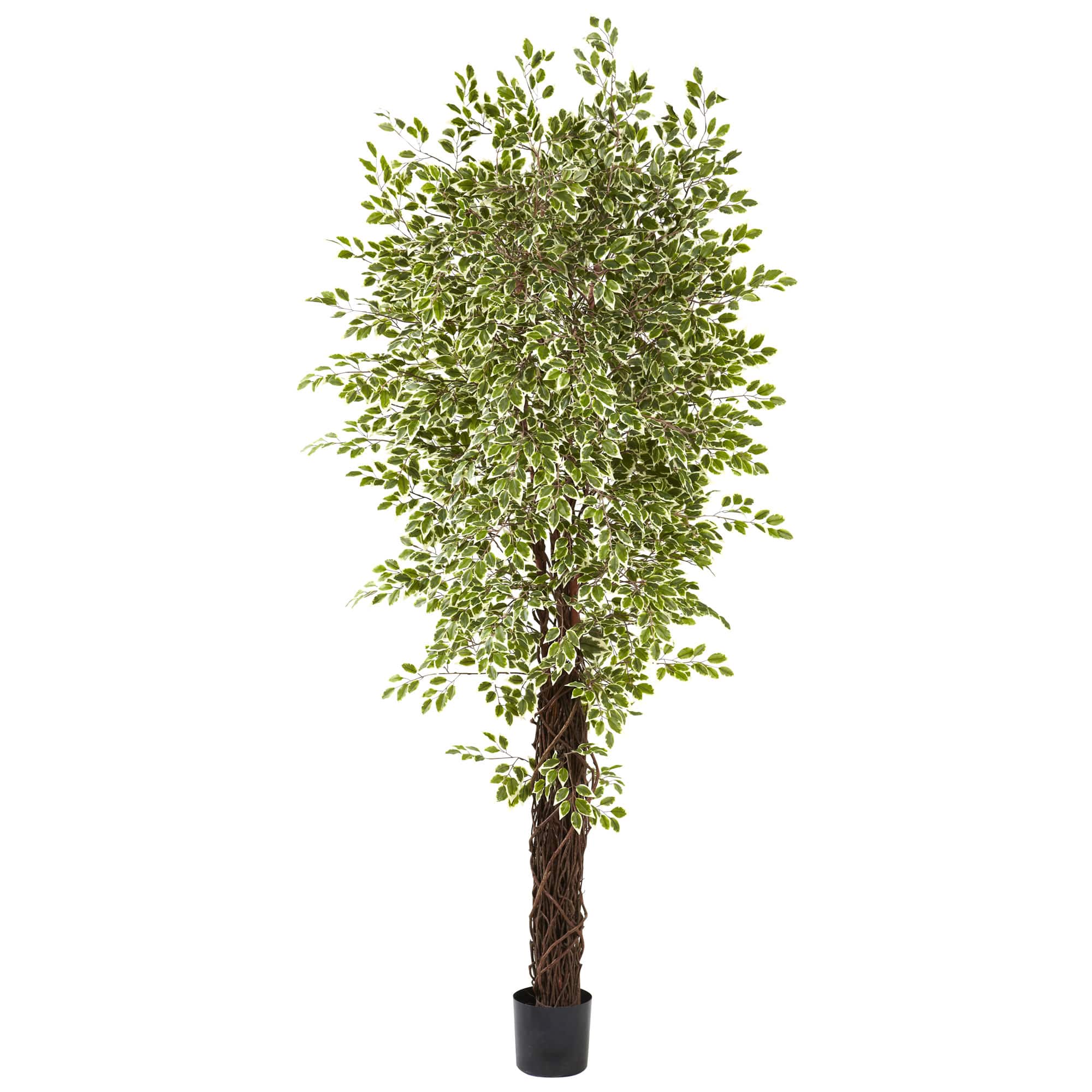 7.5ft. Potted Variegated Mini Ficus Tree