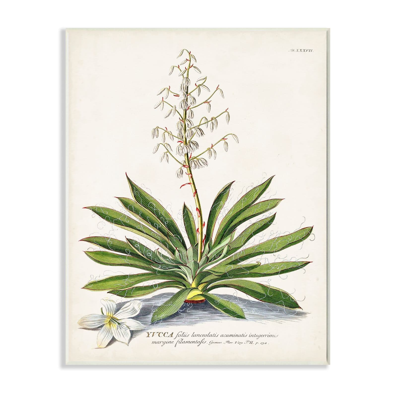 Stupell Industries Botanical Plant Illustration Ferns Vintage Design Wall Plaque