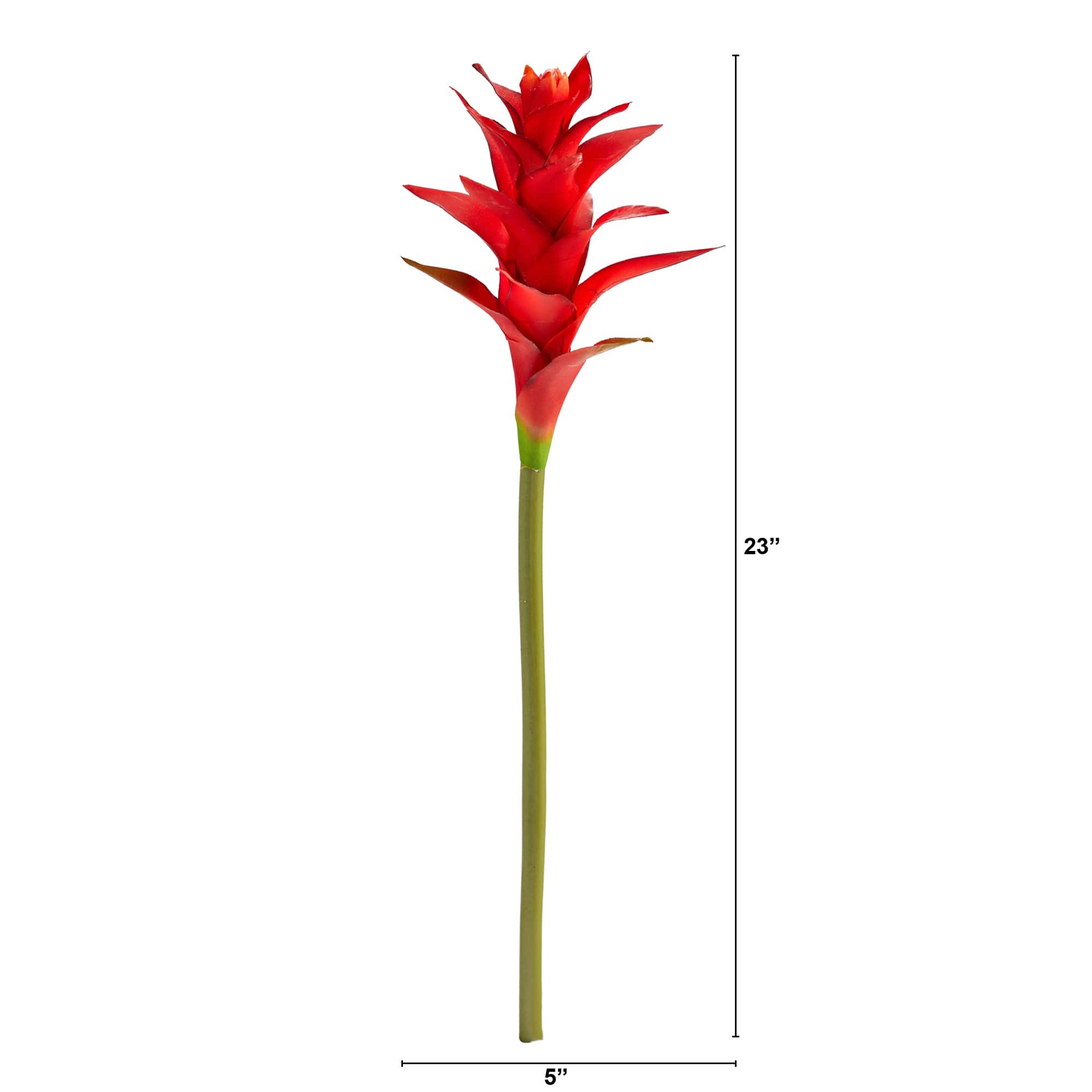 Star Bromeliad Stem, 6ct.